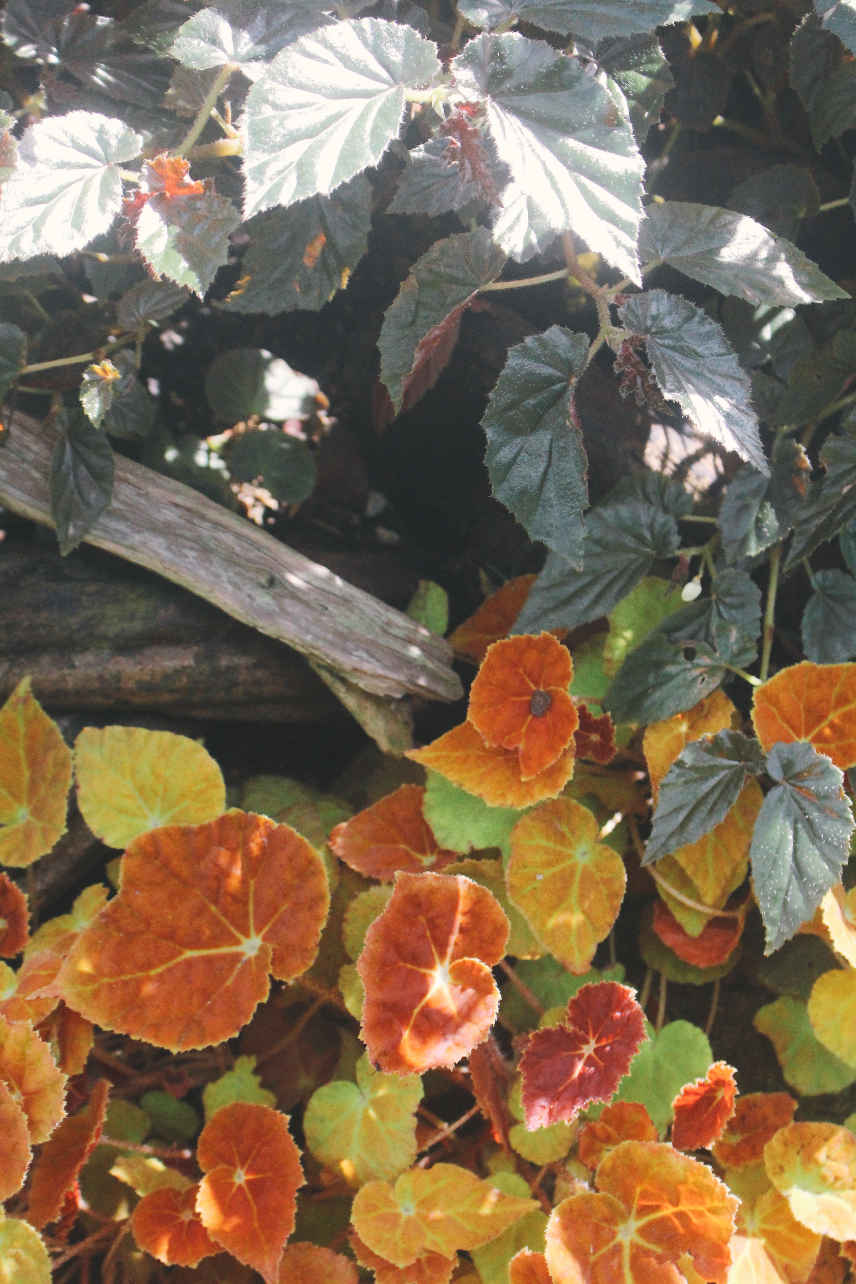 Begonias. Photo: Connected to India