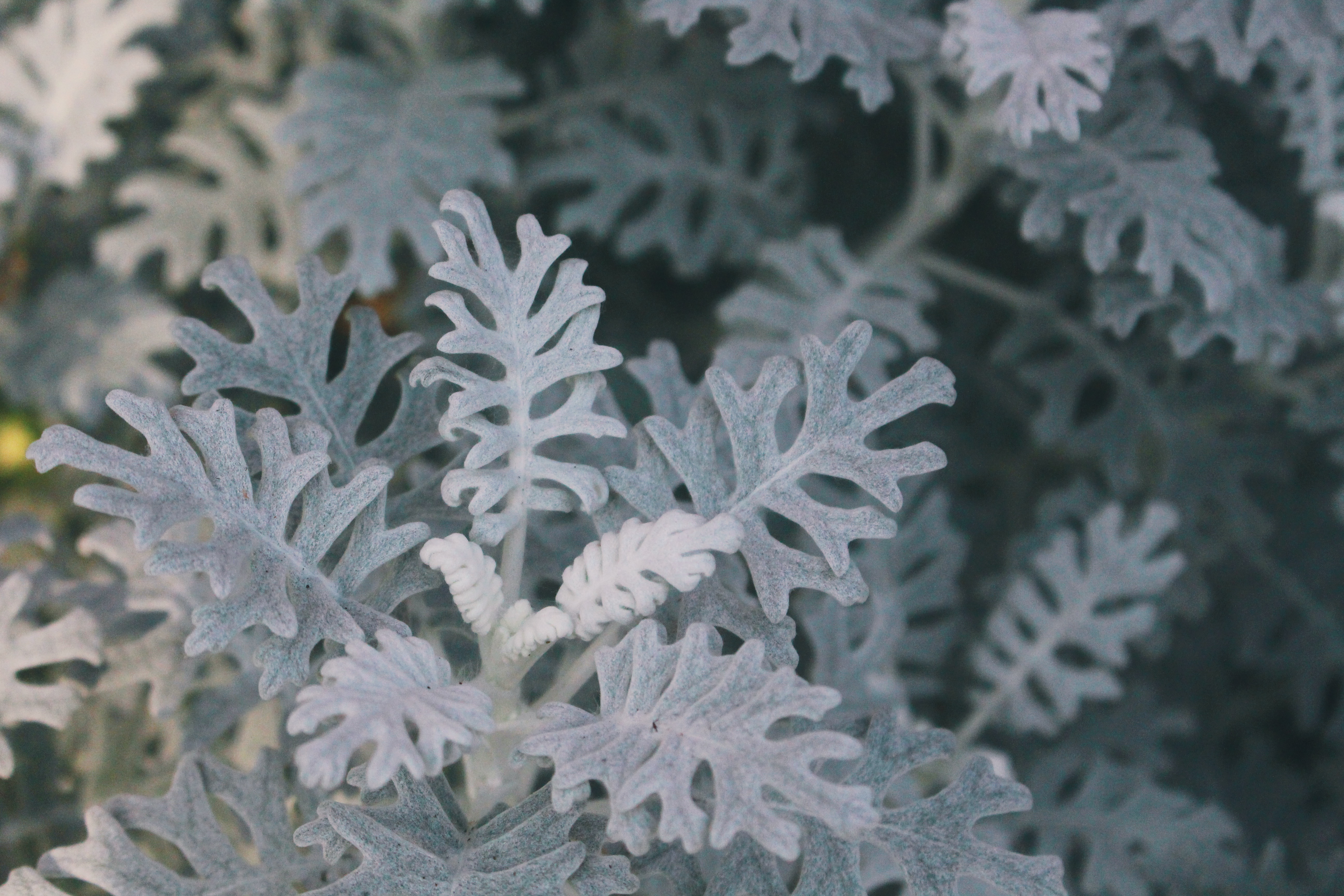 Silvery. Photo: Connected to India