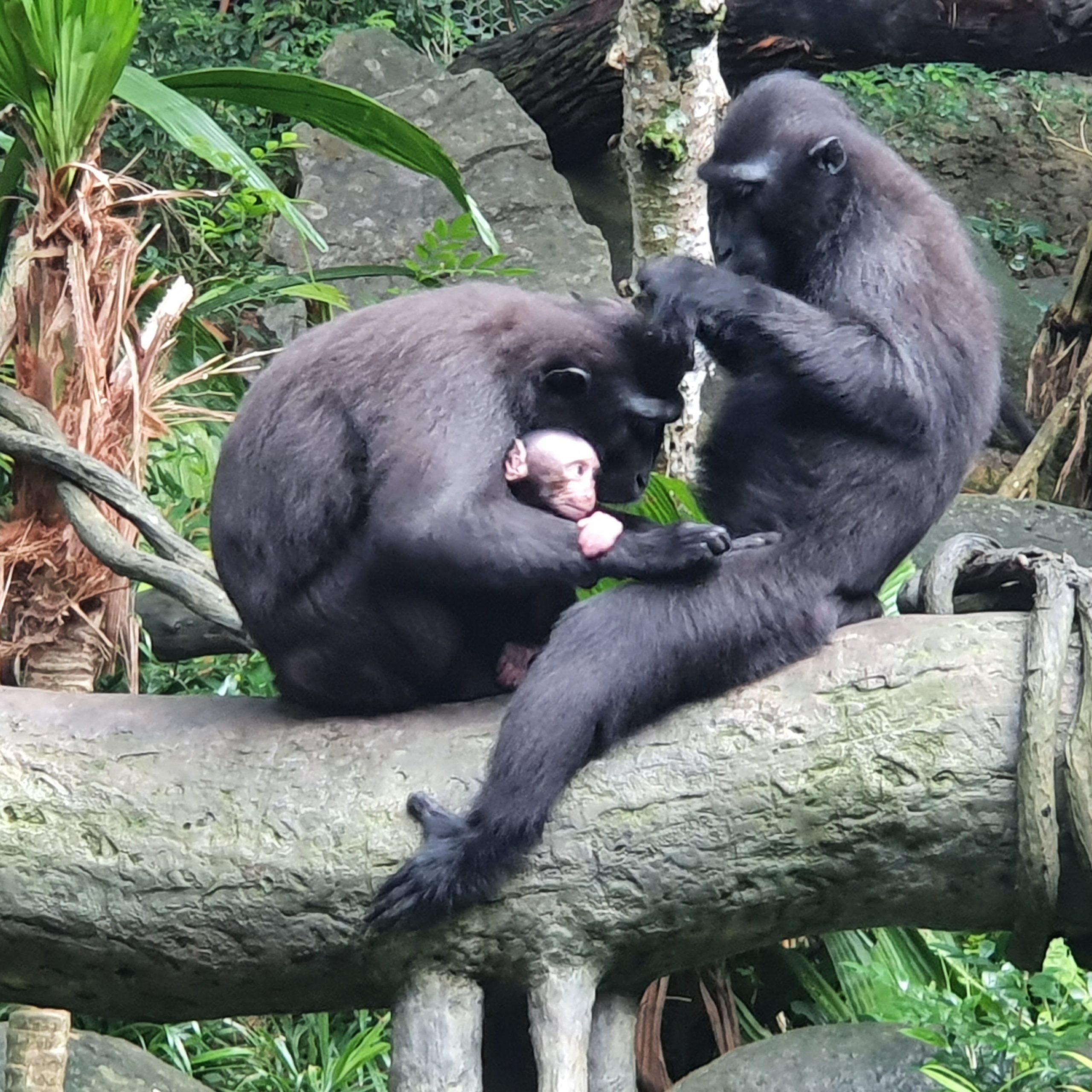 Celebes crested macaques are very social animals. Joyo can often be spotted snuggling up to his mother Dewi and aunt Ria during grooming sessions. Photo courtesy: Wildlife Reserves Singapore