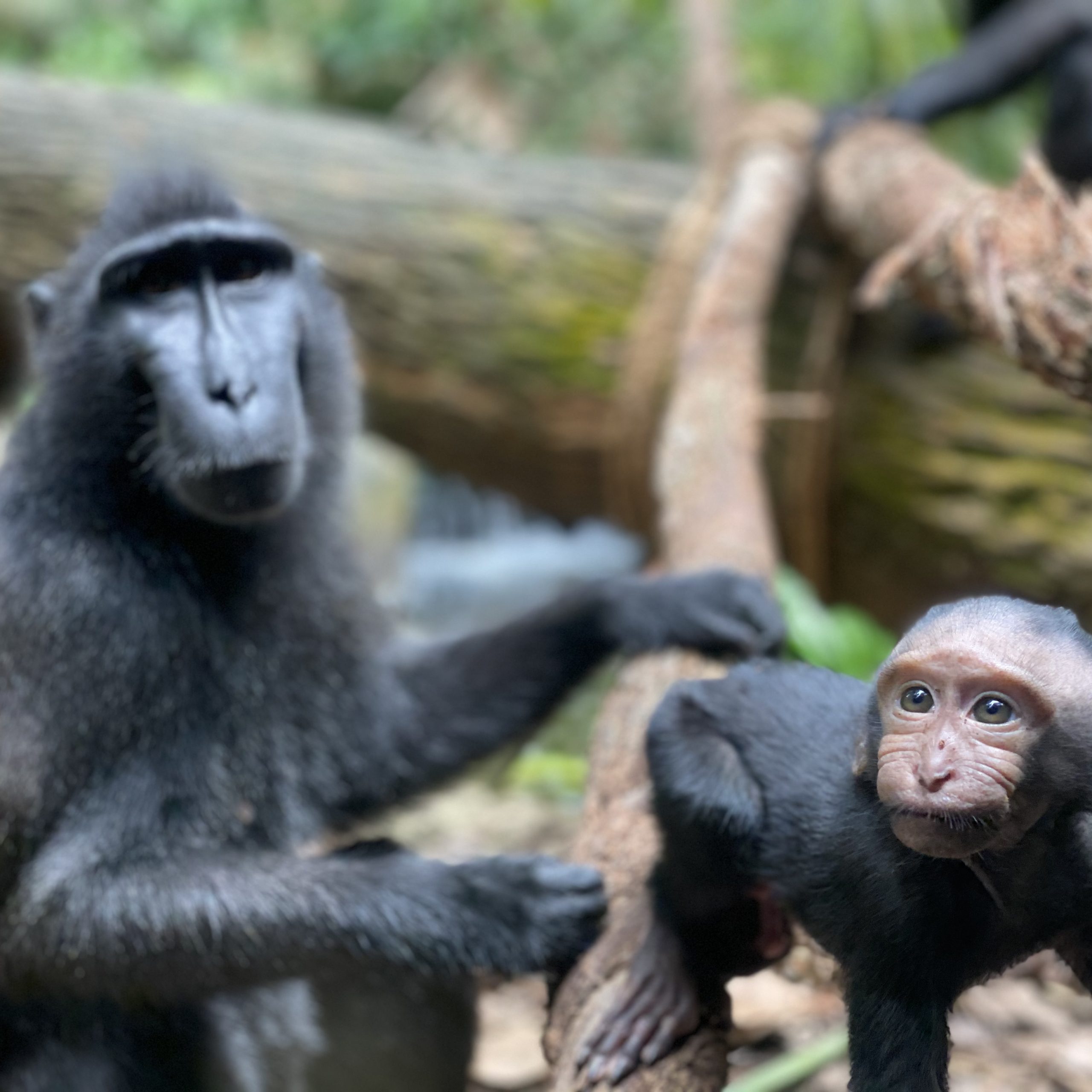 Celebes crested macaques can only be found in Sulawesi and its neighbouring islands. Singapore Zoo’s newborn boy was named Joyo, an Indonesian name which means 
