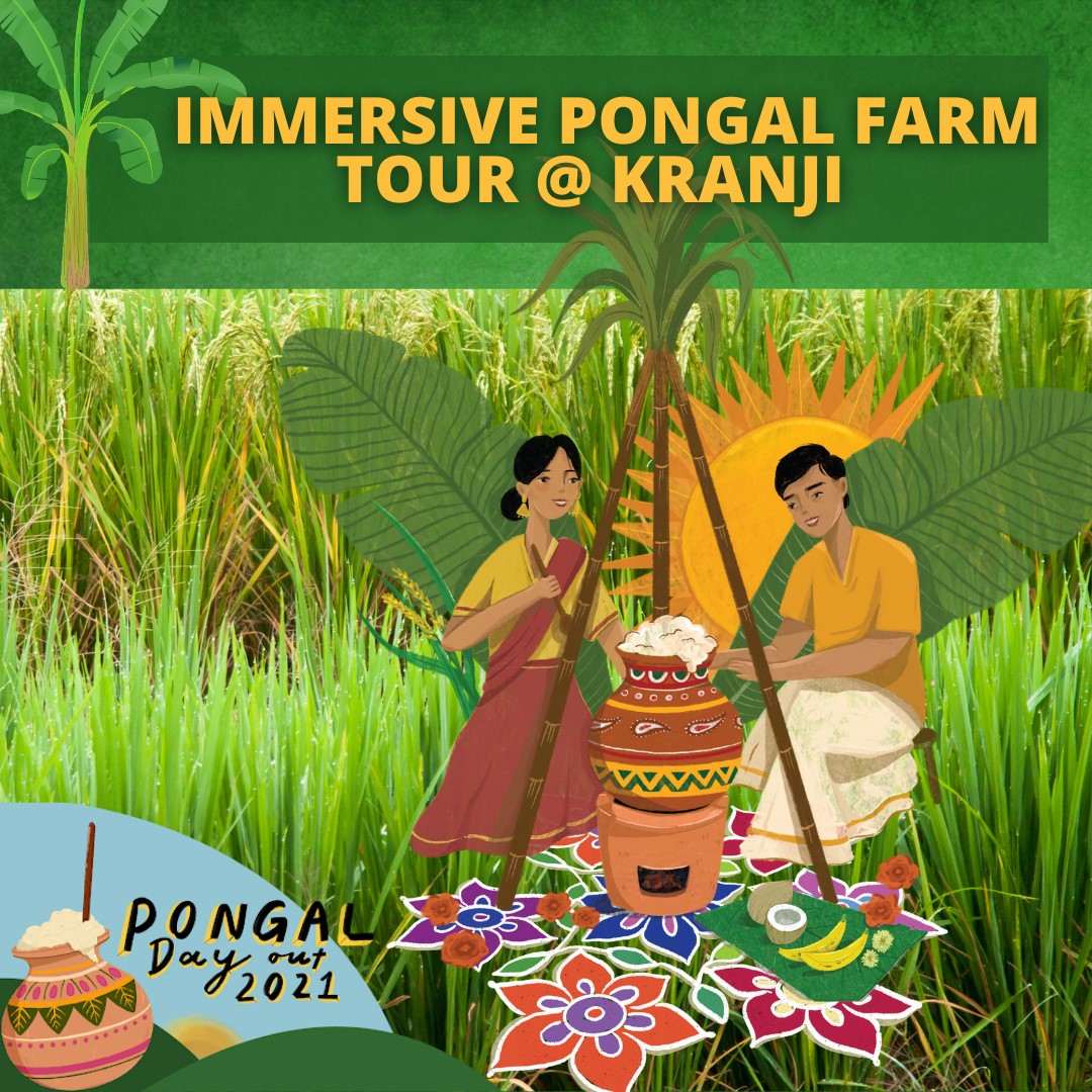 An immersive experience through Rites of Spring: Kranji Farm Tour as part of Indian Heritage Centre's Pongal 2021. Photo Courtesy: IHC/FB