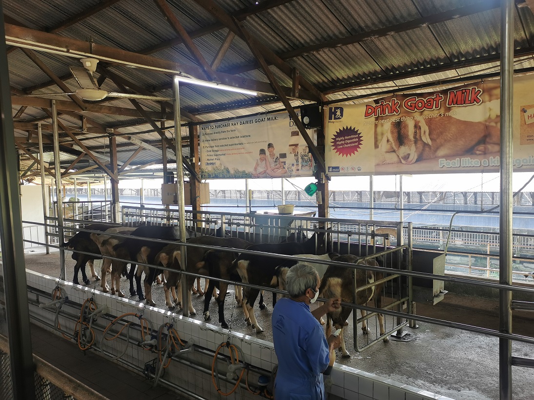 Photo courtesy: Hay Dairies