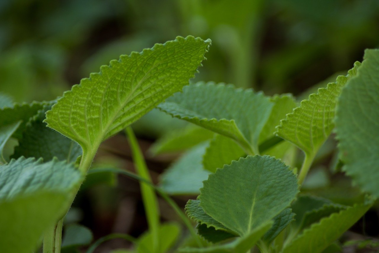 The successful completion of the trial can be a major breakthrough and give scientific validity to India's traditional medicinal system. 