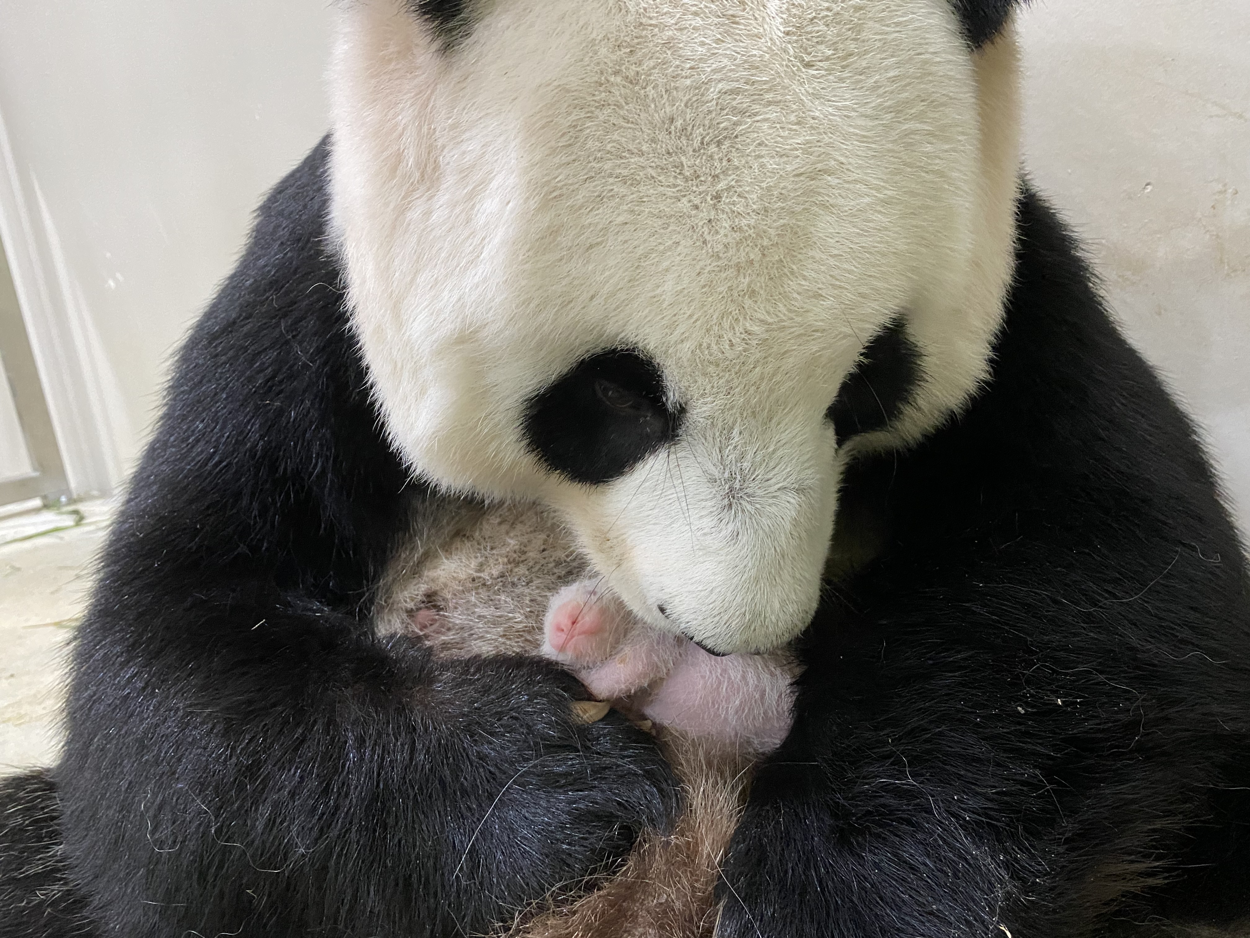 Panda Jia Jia and cub. Image credit to Wildlife Reserves Singapore
