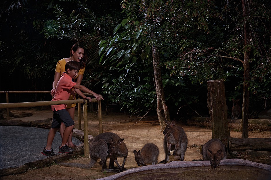 Singapore Adorable free-ranging wallabies at the Wallaby Trail at Singapore Zoo. Photo courtesy Singapore Zoological Gardens