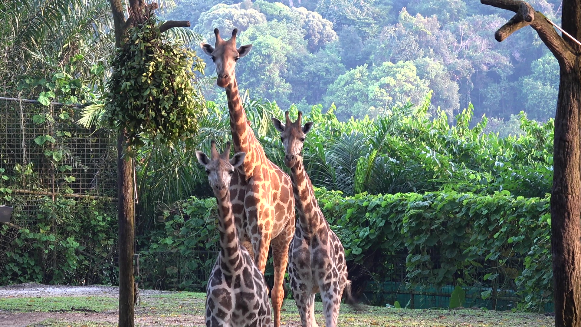 New kids on the block Balaji (leftmost) and Adhil (rightmost) explore Singapore Zoo’s giraffe exhibit while a towering Jubilee (middle) keeps a watchful eye over the juvenile brothers. Photo courtesy: Wildlife Reserves Singapore