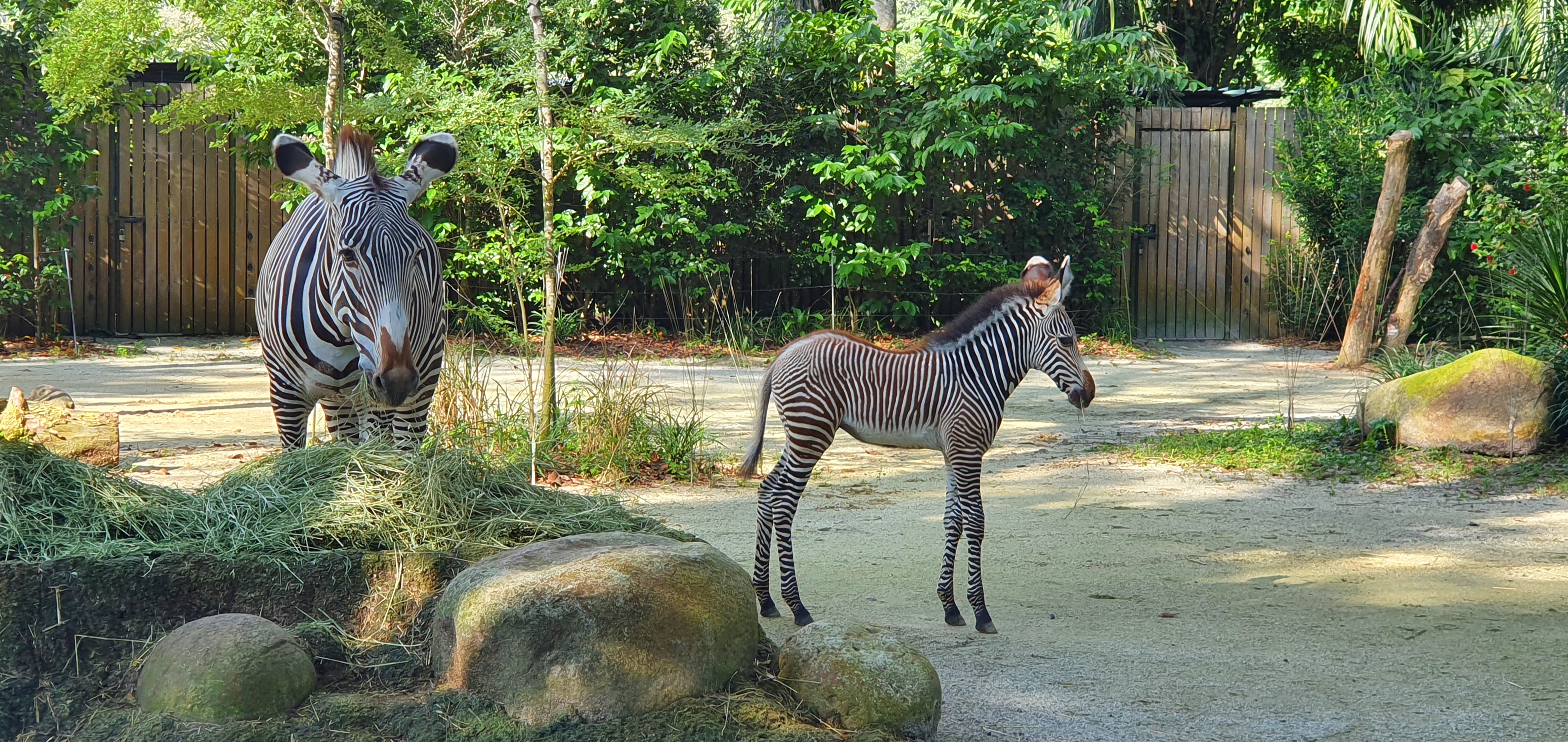 Zebra foal Izara explores her new space under the watchful eye of mom Kolle. Image credit to Mandai Wildlife Group