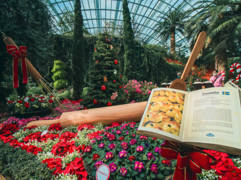Festive plants and real Christmas trees