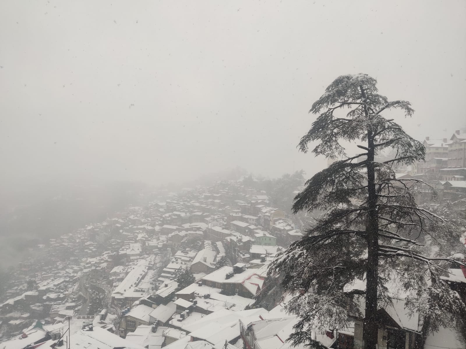 Shimla