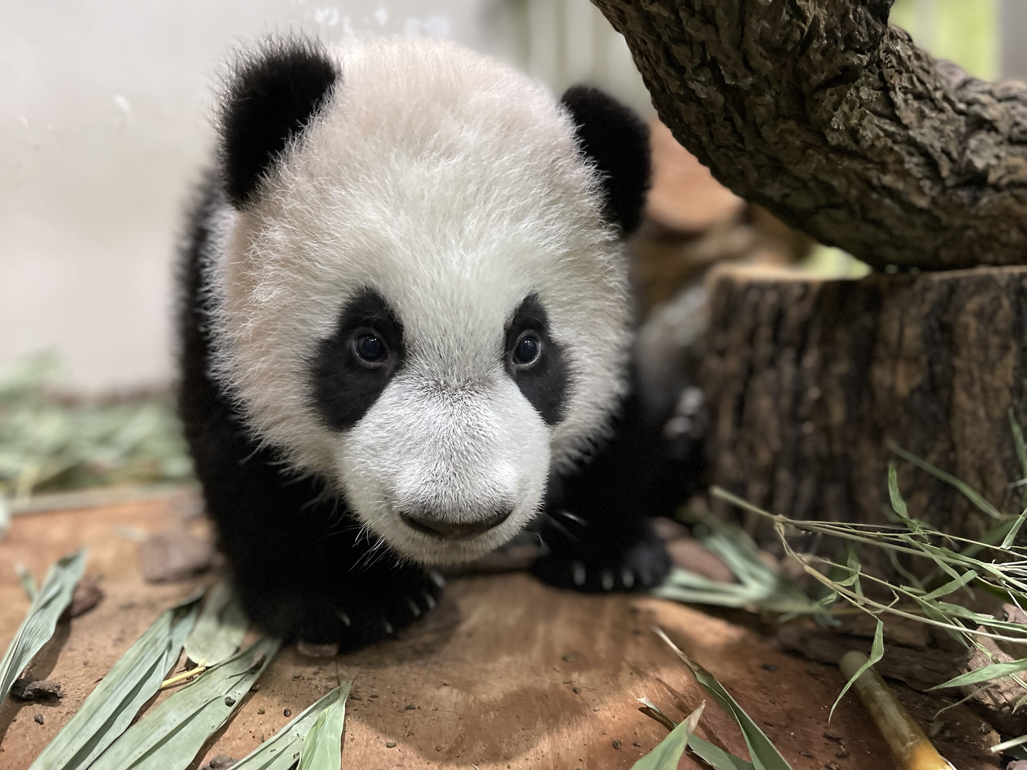 Le Le Panda Cub