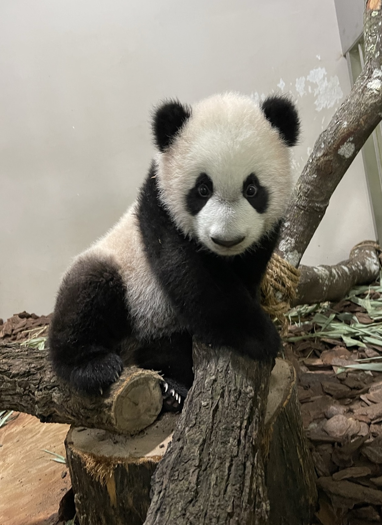 Le Le panda cub in Singapore