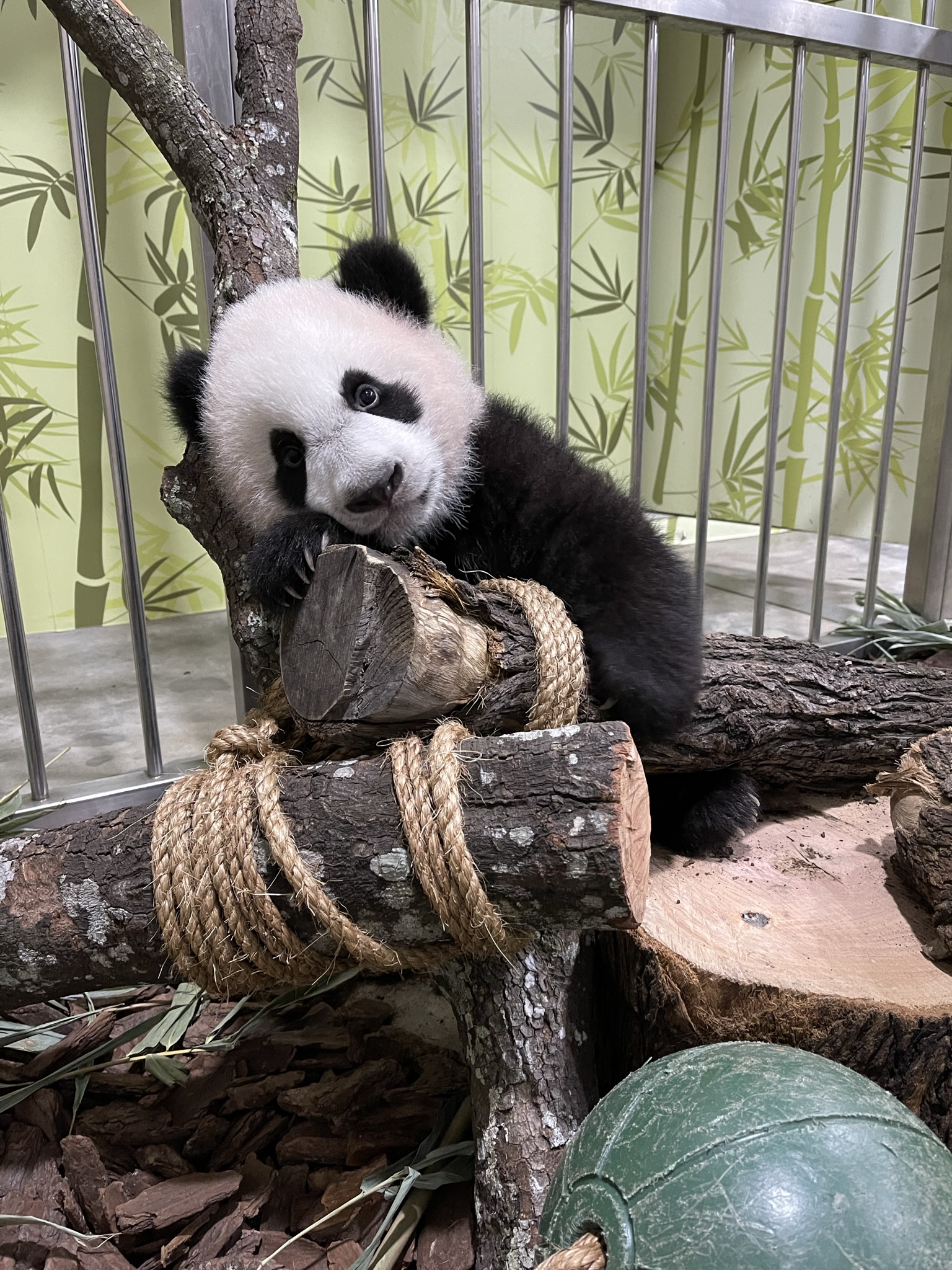Jungle gym for panda cub at River Wonders, Singapore