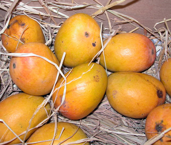 Alphonso, also known as hapus, is widely considered to be among the best and referred to as “the king of mangoes”.