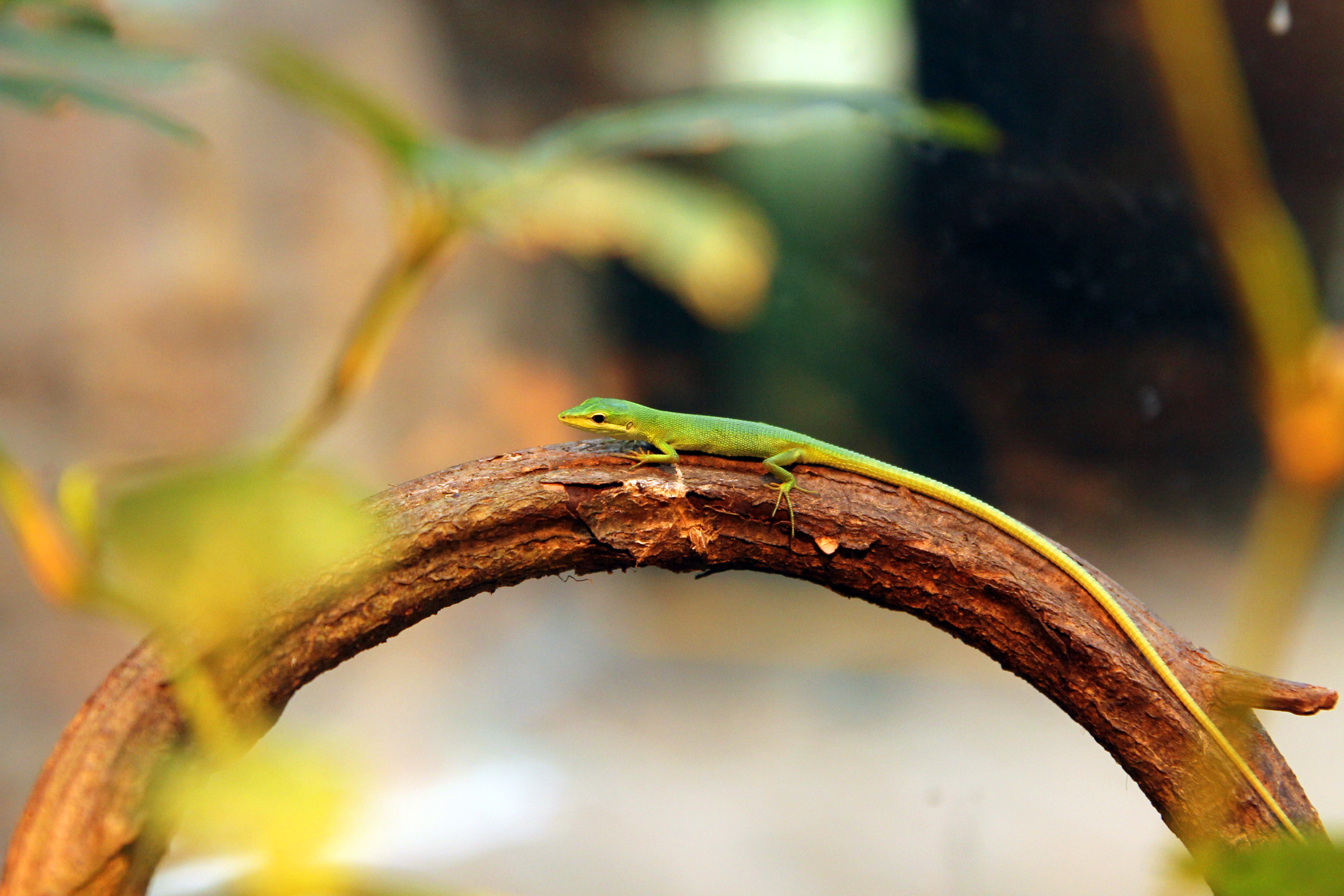 Sakishima Grass Lizards