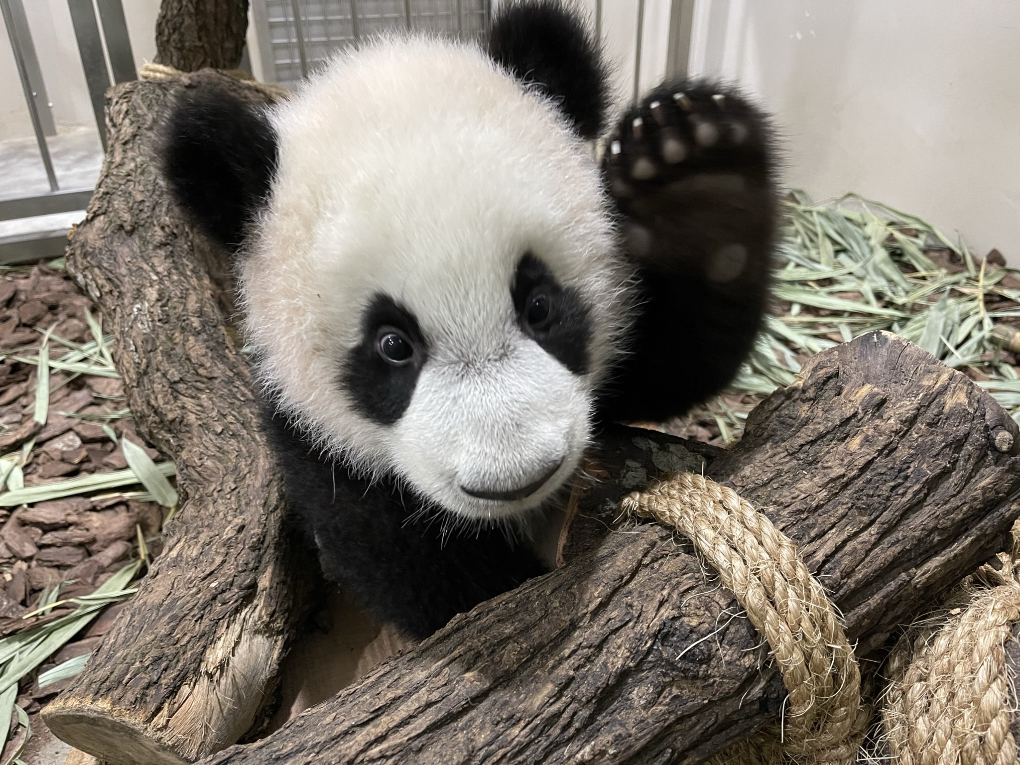 Giant Panda cub