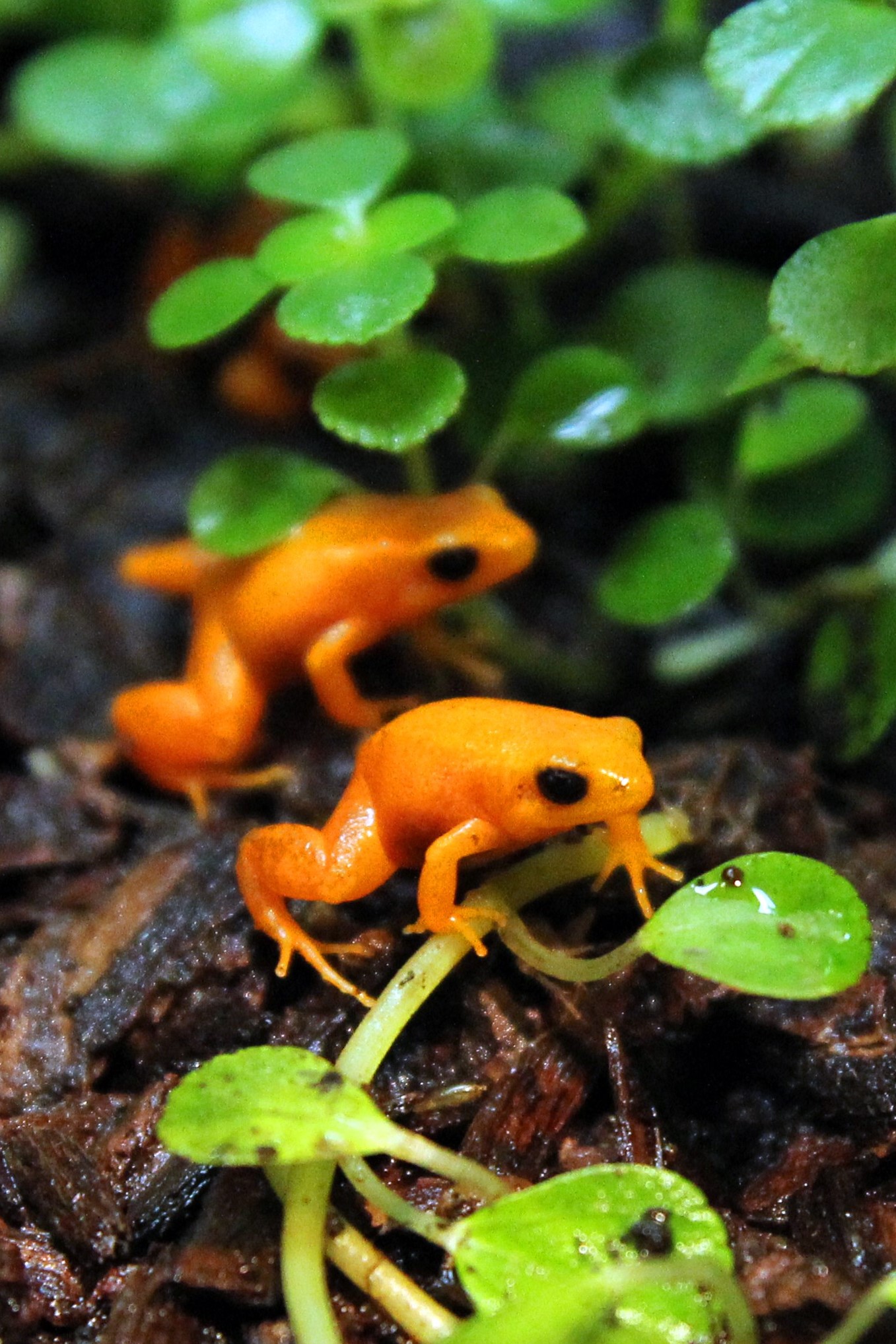 Golden Mantellas
