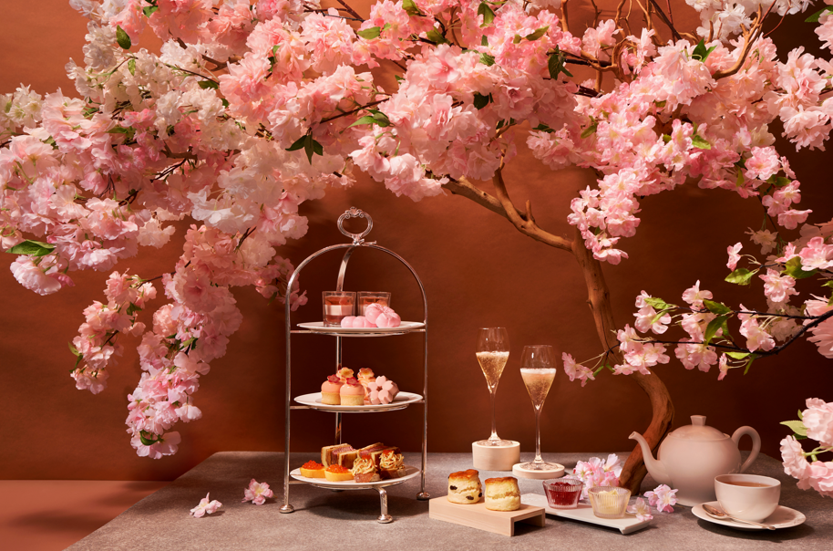 Japan cherry blossom