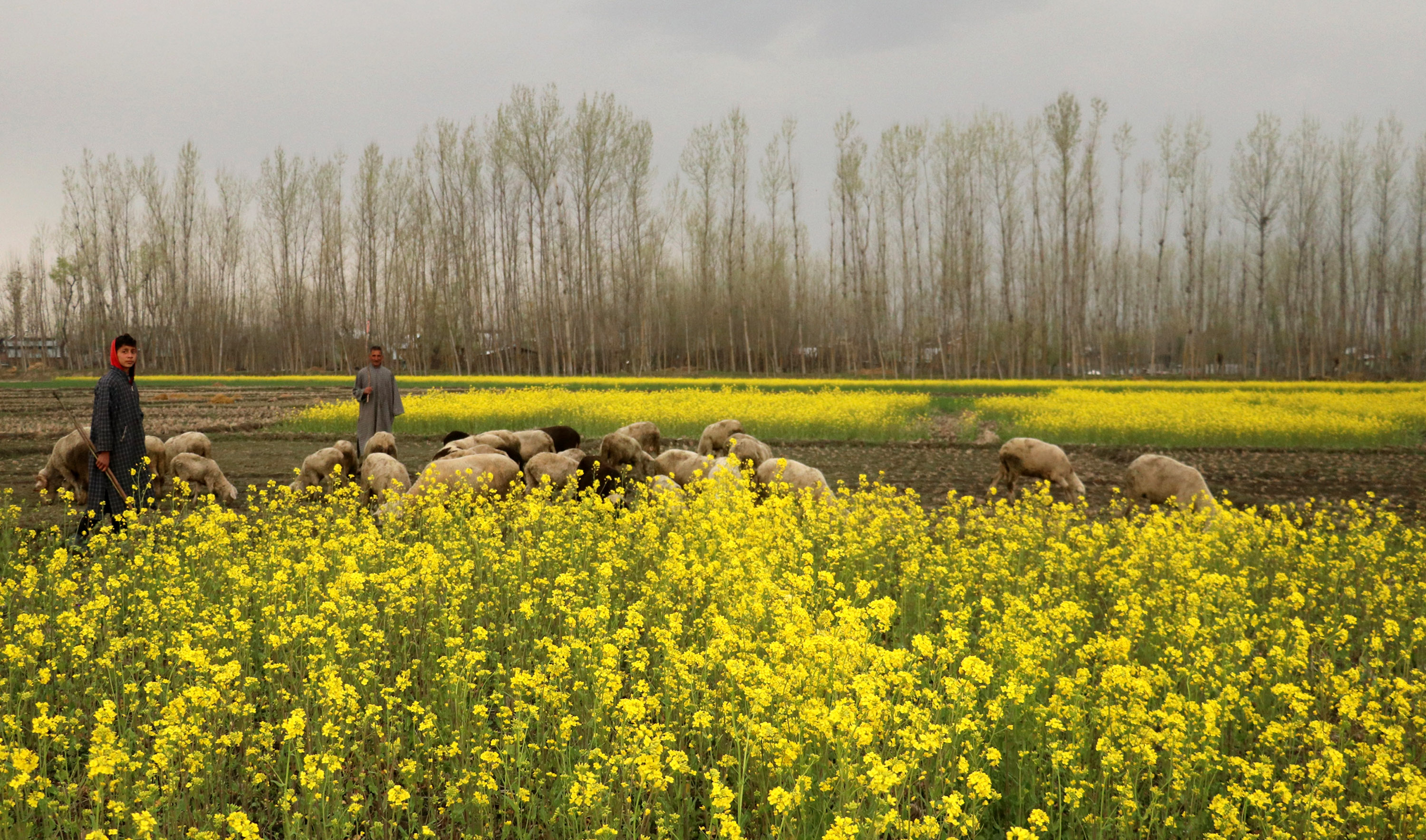 Kashmir valley