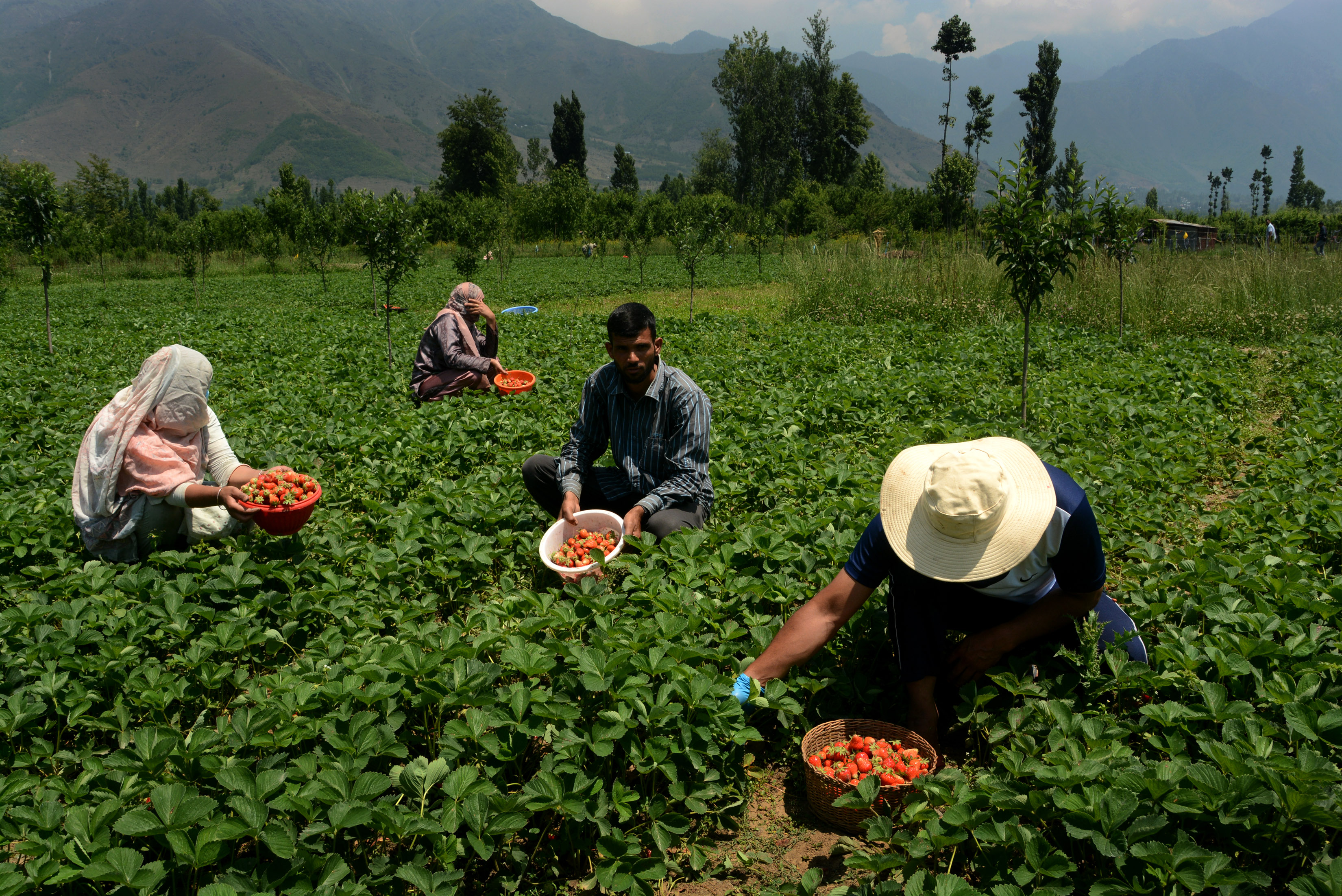 Strawberry, first fruit crop of the season in Kashmir