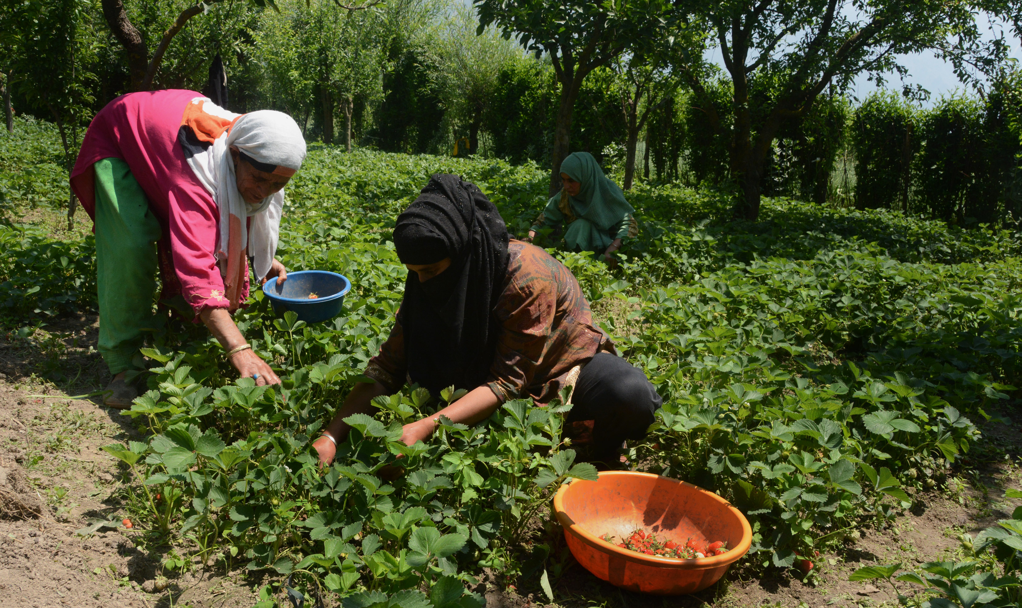 Srinagar's outskirts are known for strawberry harvesting.