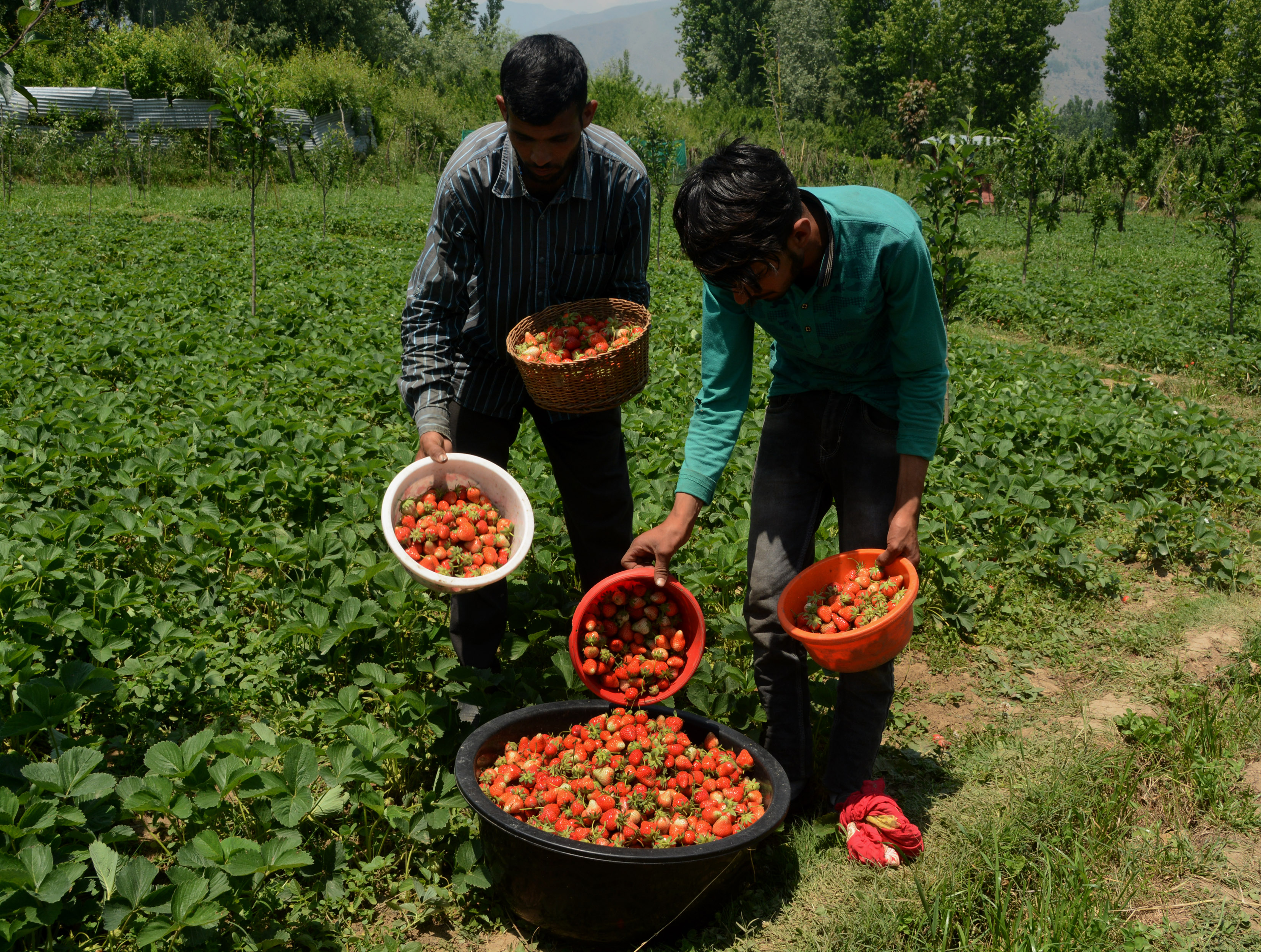 The cool and pleasant weather of Kashmir is suitable for strawberry cultivation