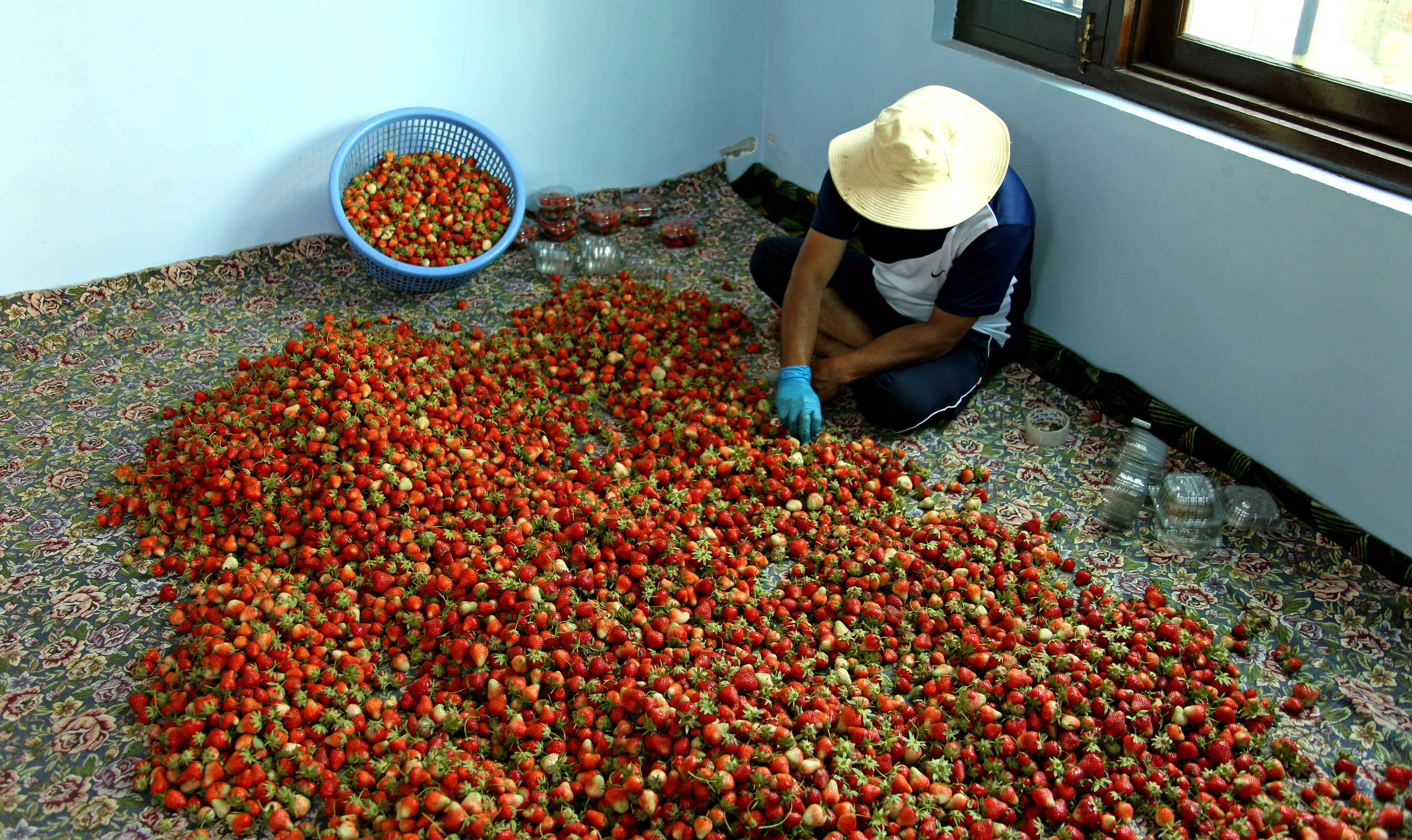 Kashmir produces 1290 metric tonne of strawberries each year.