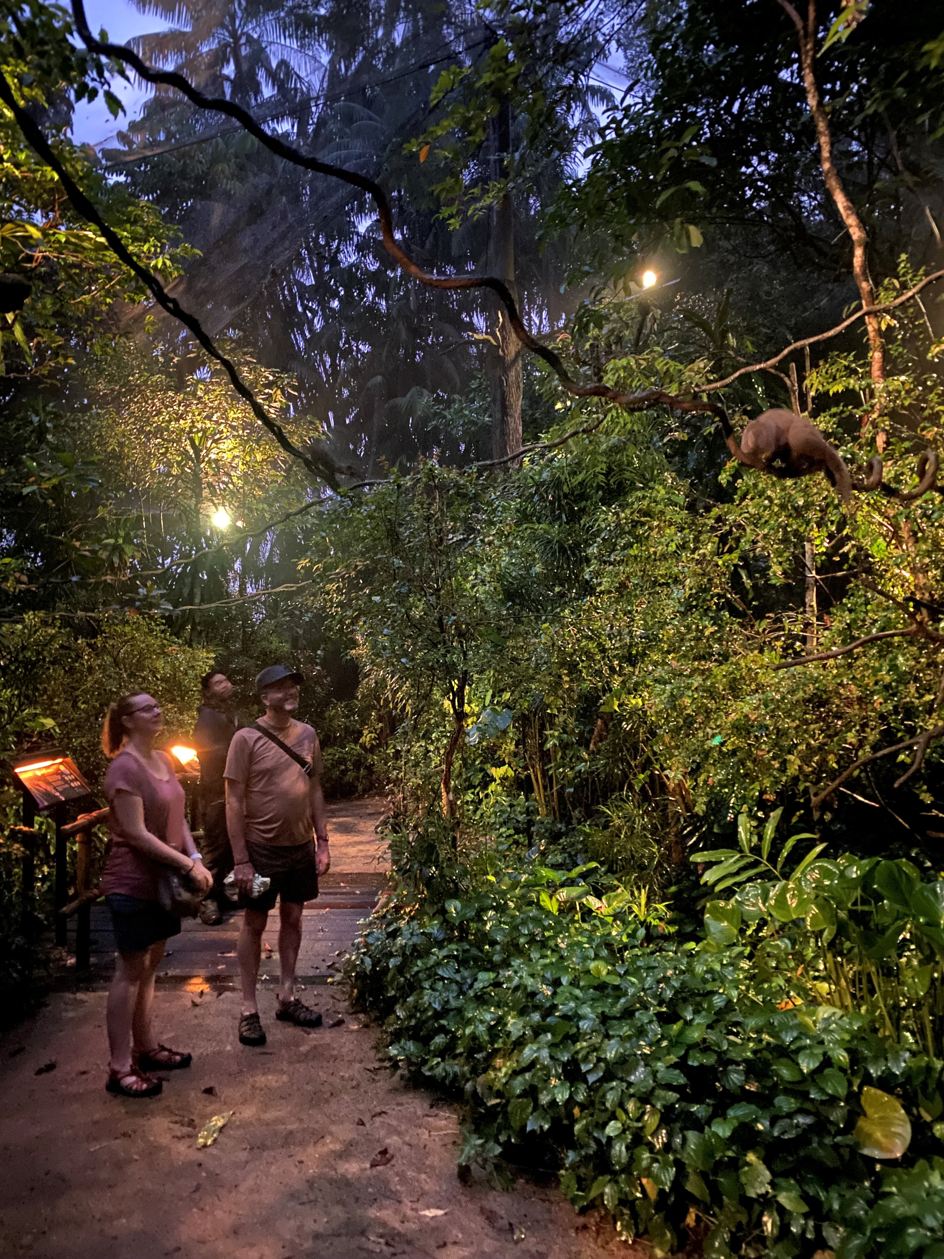 Night Safari's new walk-in exhibit where visitors can walk through a naturalistic and barrier-free habitat to observe the civets' treetop acrobatics.