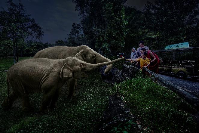 Learn about the ecological threats posed by the Kaiju at the Ultraman-themed Safari Adventure Tour and feed Night Safari’s herd of Asian Elephants
