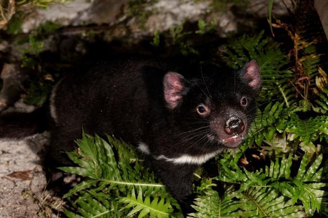 Tasmanian Devil Jesse in her private outdoor yard in Night Safari. Jesse is the only of the four specimens in Night Safari with a white stripe on the base of her tail.