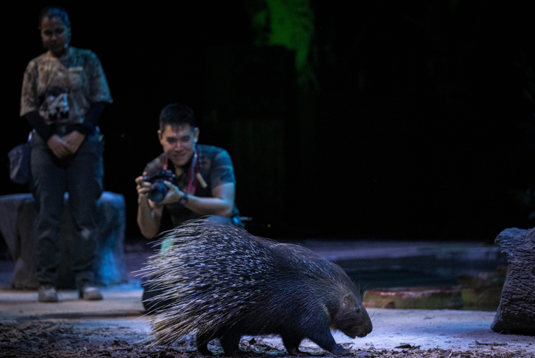 The Indian Crested Porcupine is another new addition to Creatures of the Night. Catch the presentation to observe how they collapse their quills to squeeze into tree hollows.
