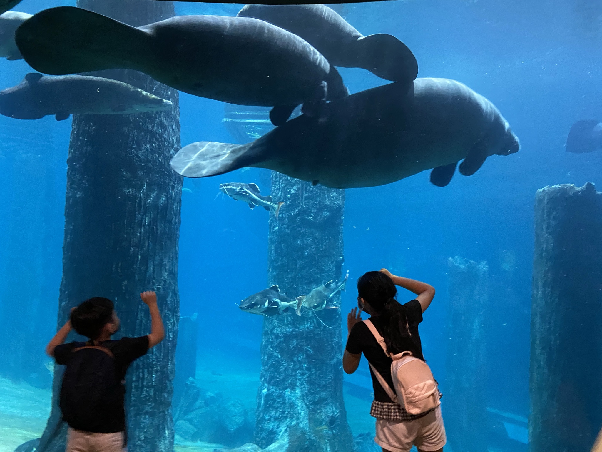 Manatees at River Wonders