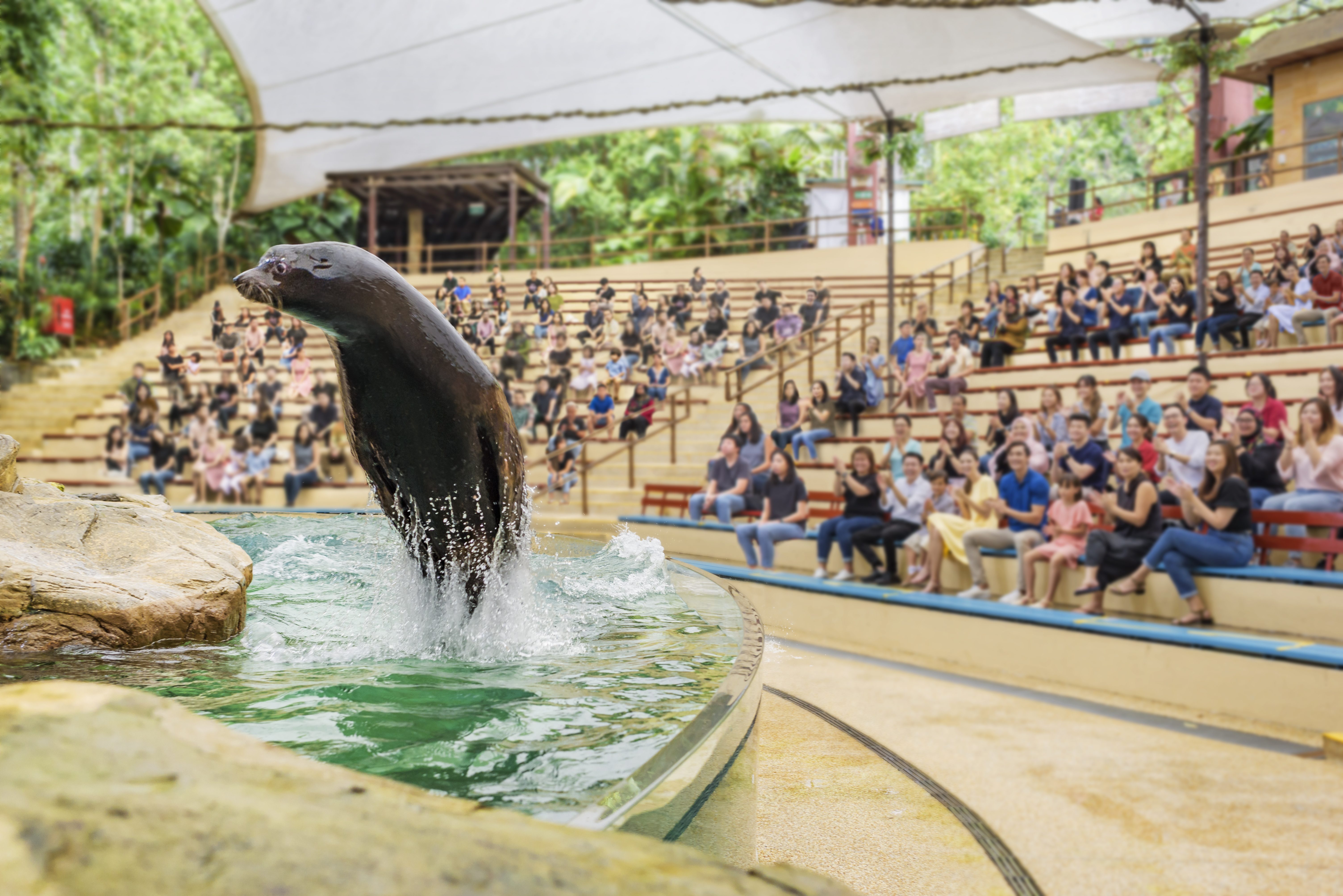 Singapore Zoo splash safari presentation.