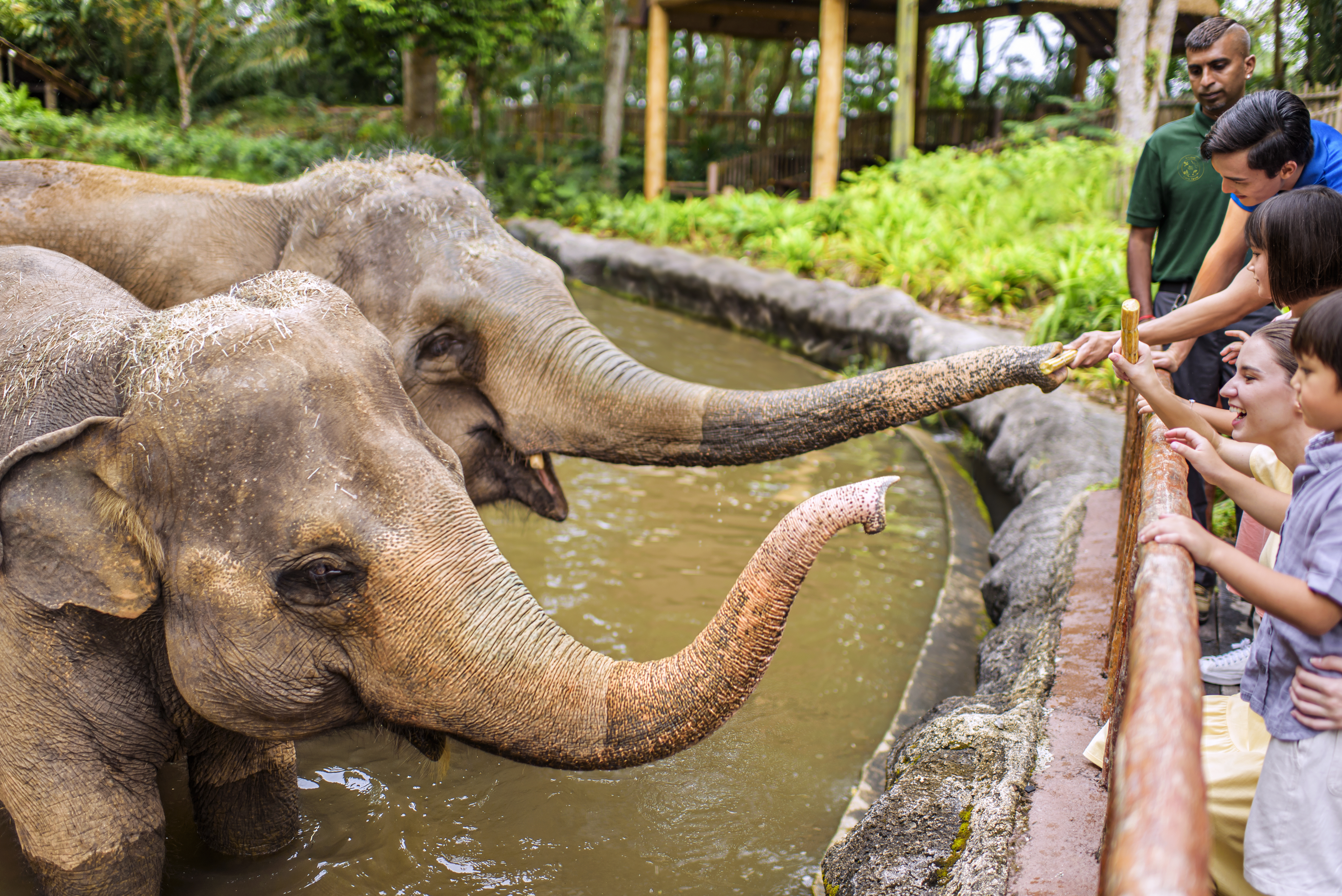 Singapore Zoo elephant token feeding. 