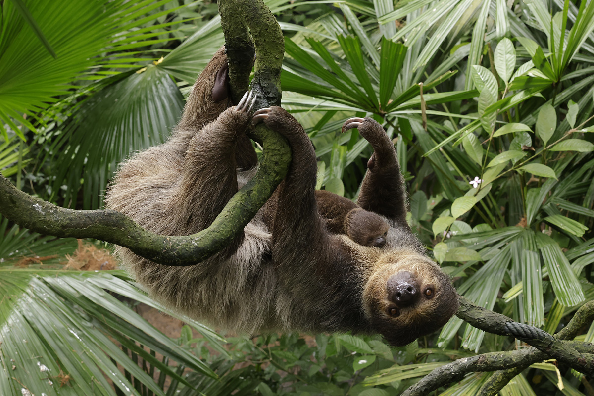Singapore Zoo’s Linne’s Two-toed Sloths. 