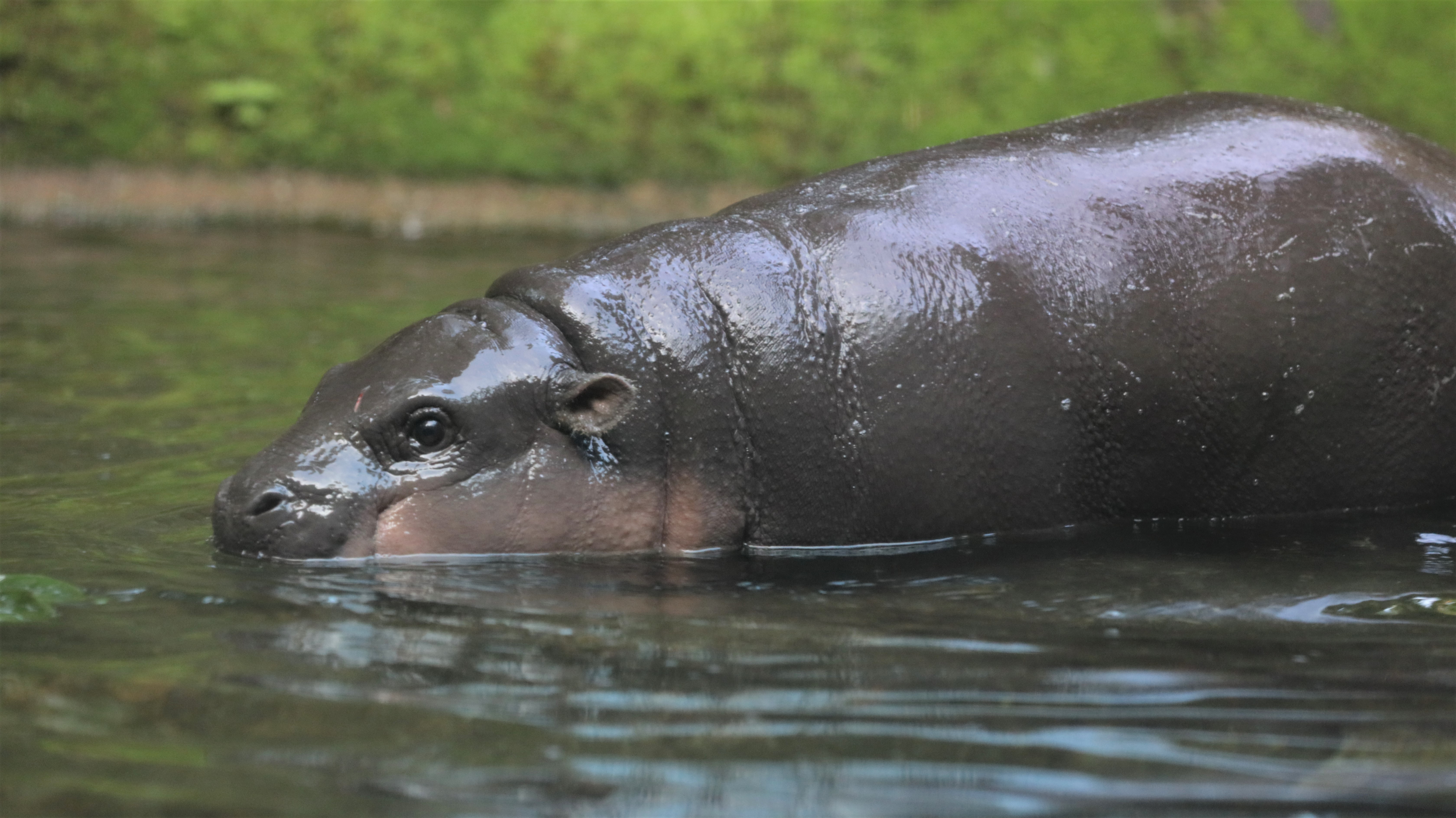 Pygmy Hippos Thabo.