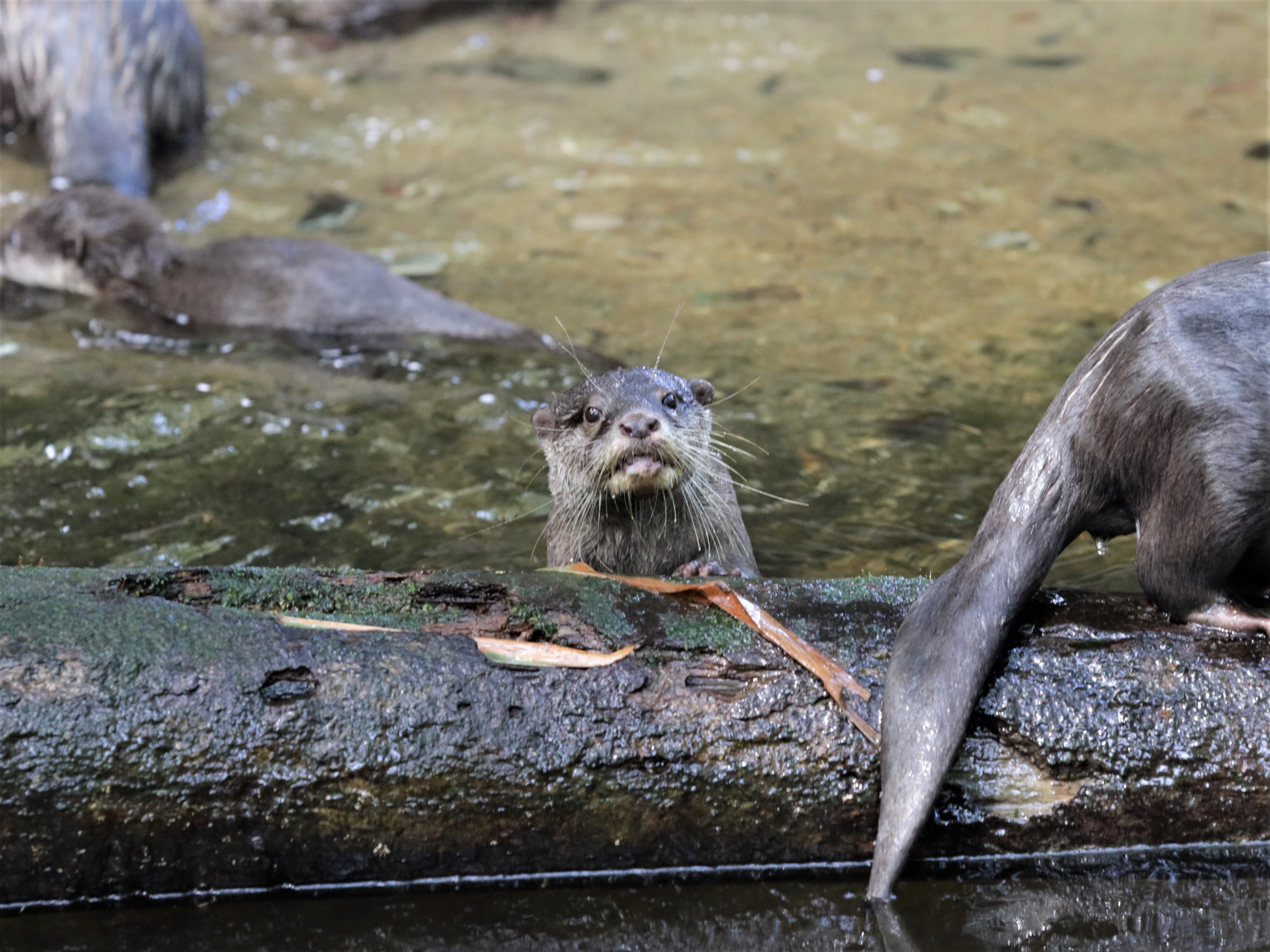 Oriental Small-clawed Otters.