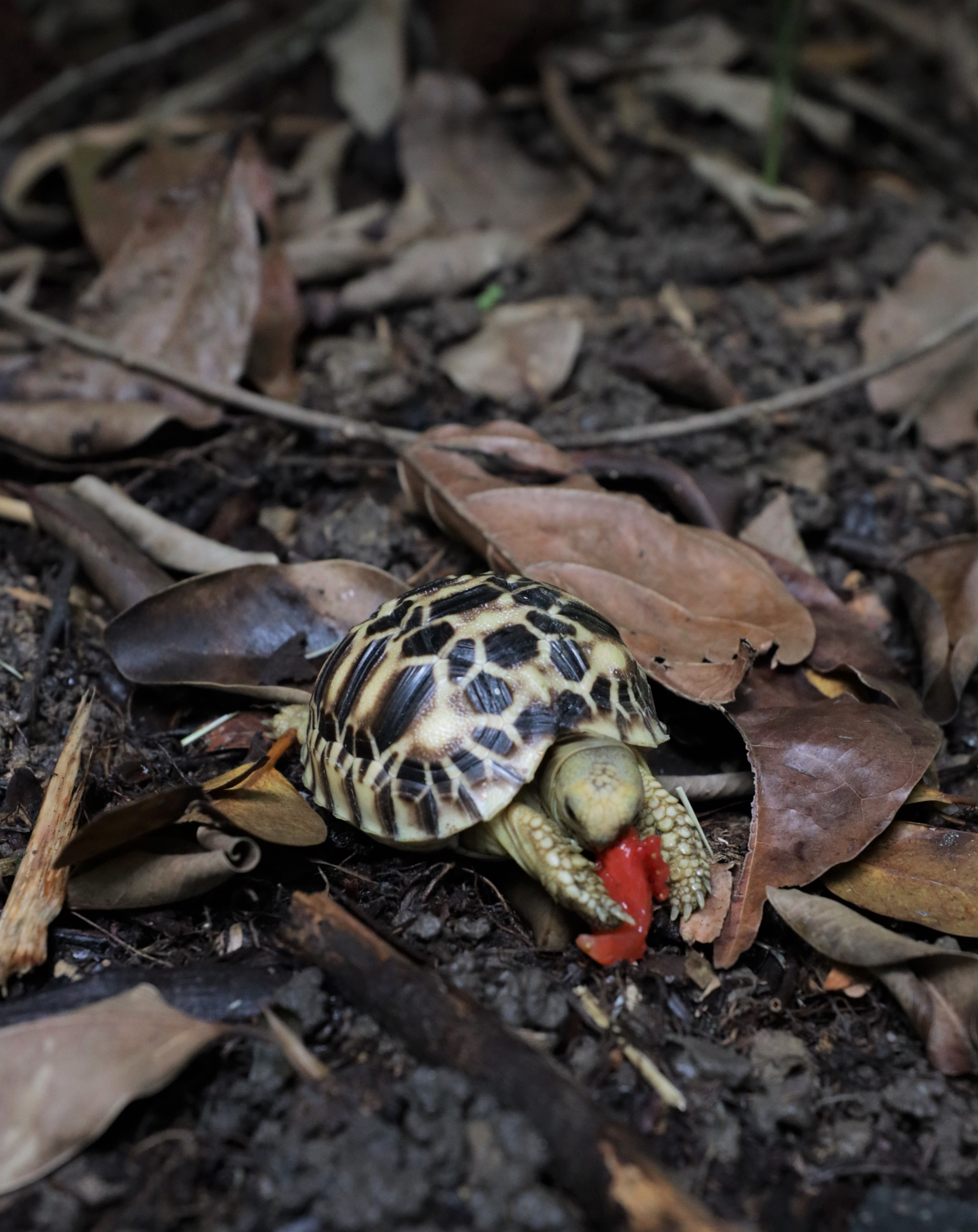 Burmese Star Tortoise.