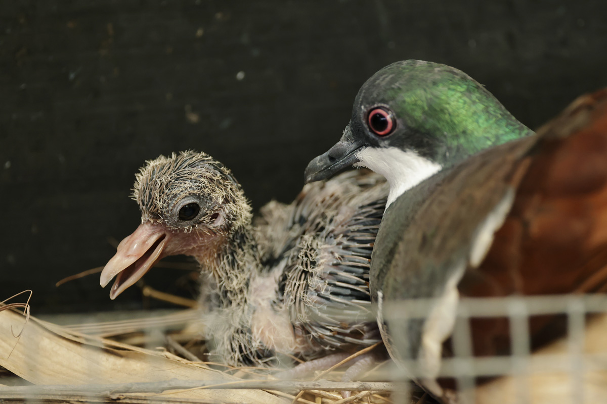 Negros Bleeding-heart.