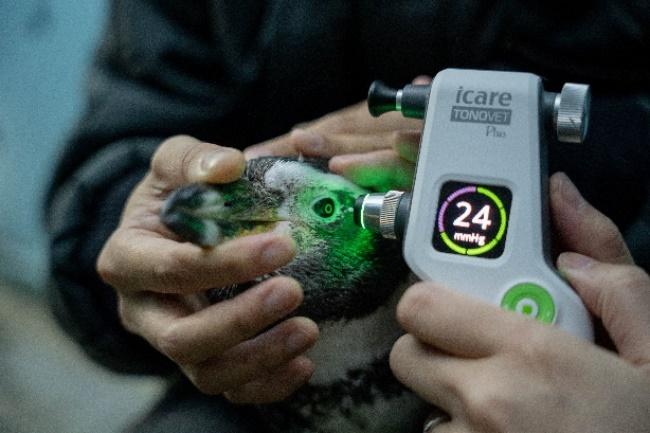 A medical apparatus is used to check the eye pressure of a Humboldt Penguin at Jurong Bird Park.