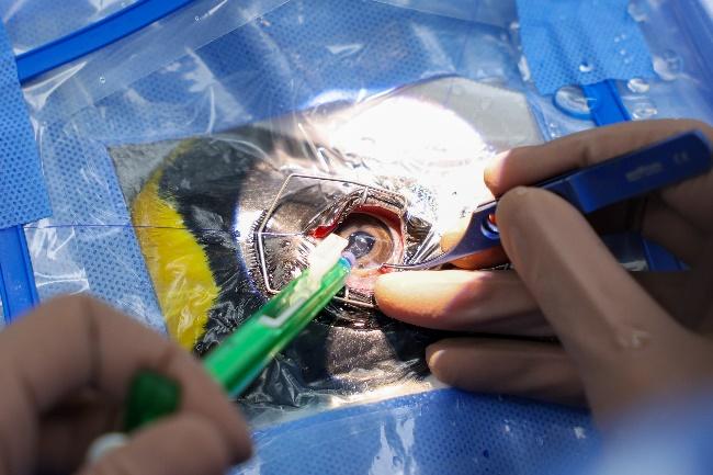Custom intraocular lenses were implanted into the eye of a King Penguin using a medical apparatus (in green), a first of its kind procedure for penguins.