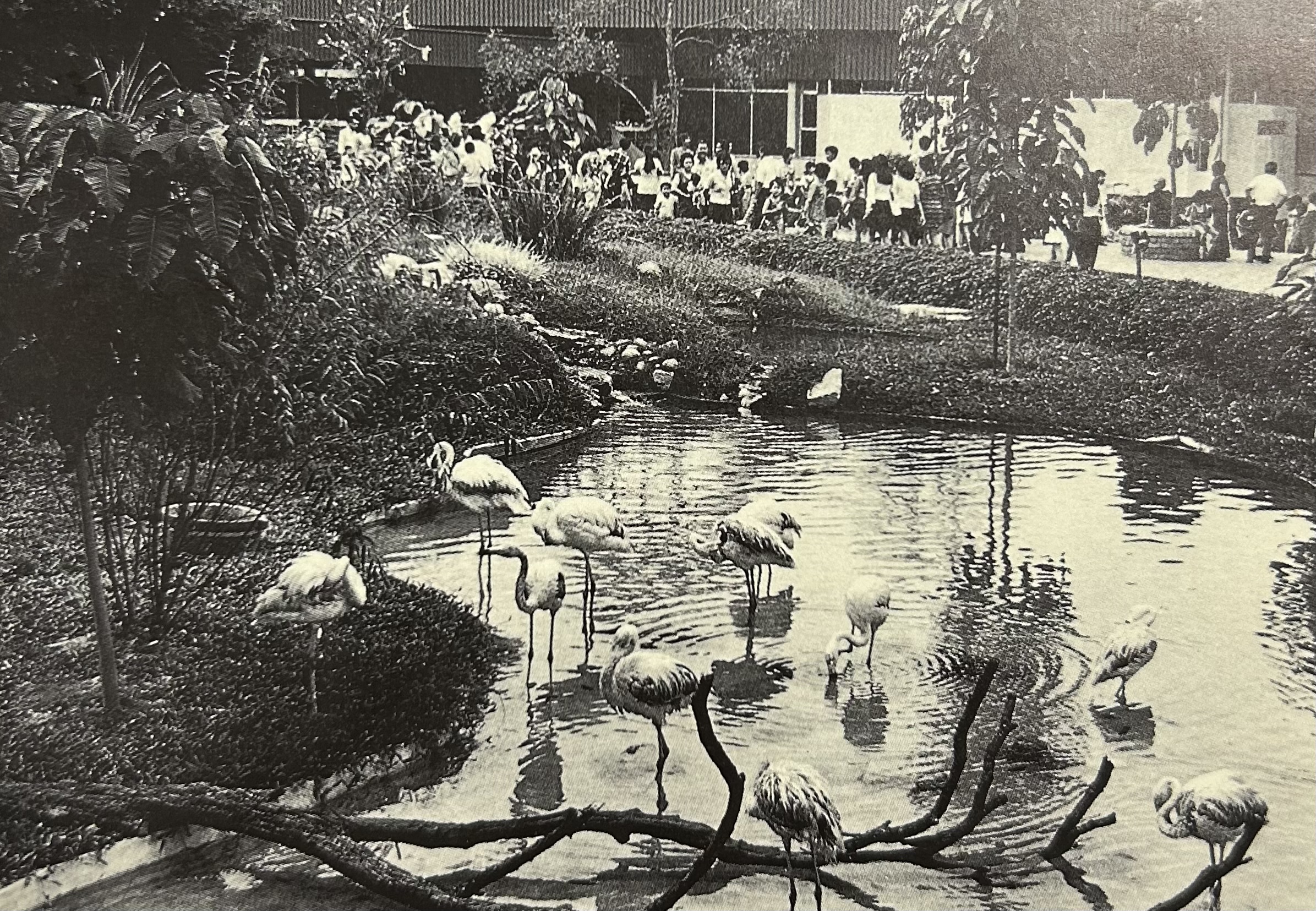 The area just outside the entrance of Singapore Zoo which first featured flamingos, and later, macaws.