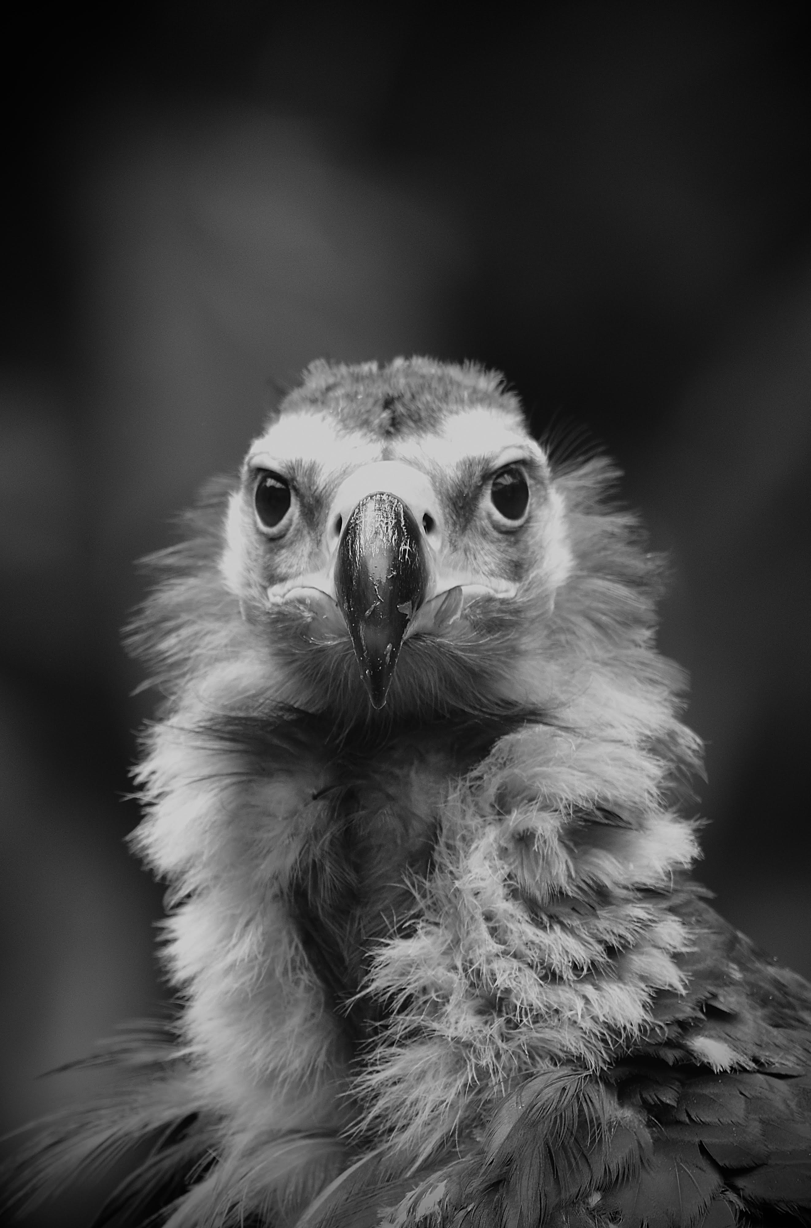 Cinerous Vulture (Aegypius monachus) - Sherlock (An apearance like sherlock and the thirst for seeking its next catch).
