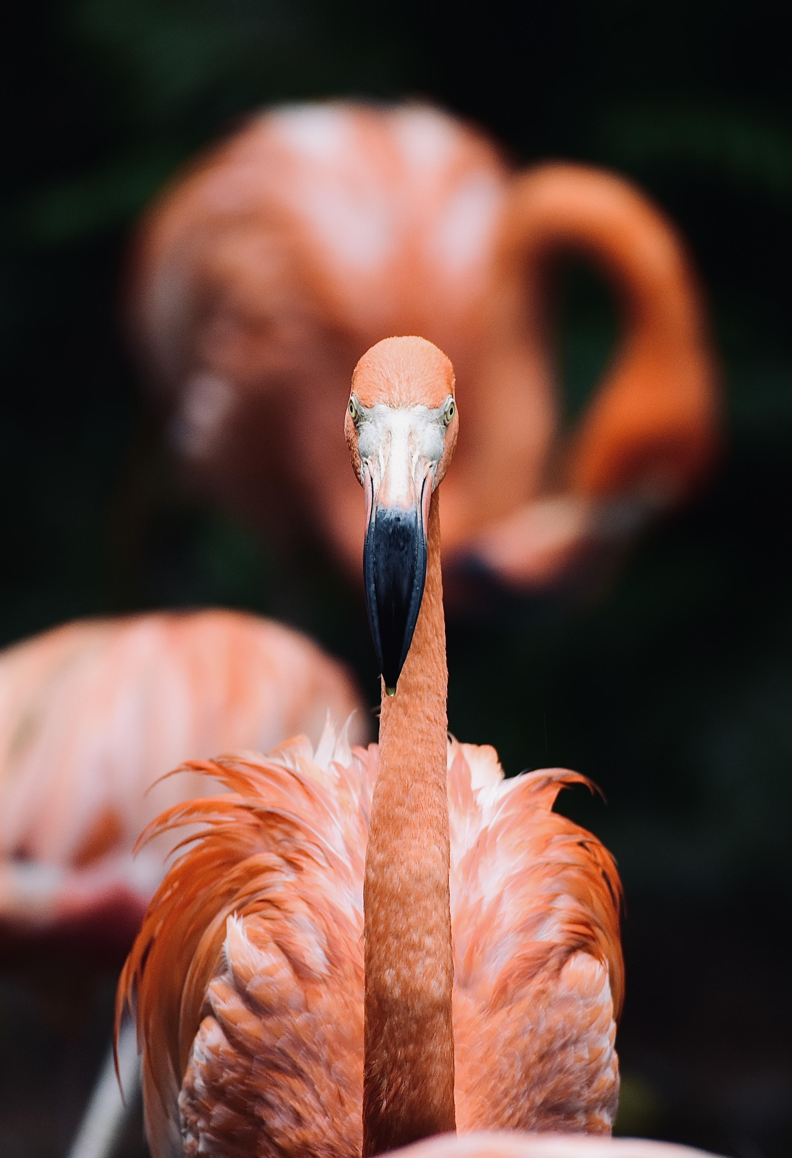 Flamingo - The frontal look (eye to eye, face to face). 