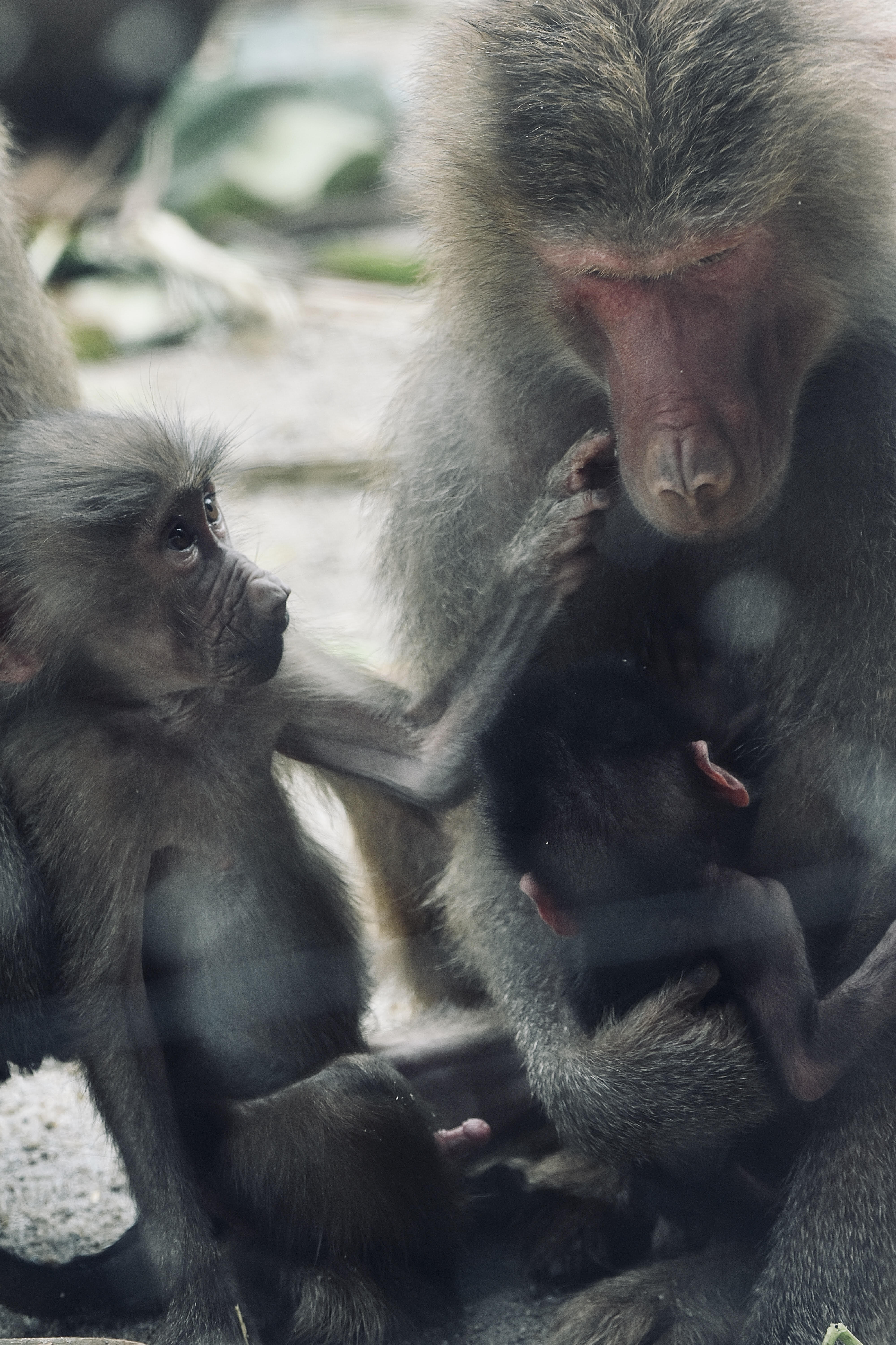 Baboon - Love and affection, nothing could be compared to a monthers love in this world, an angel for her child.