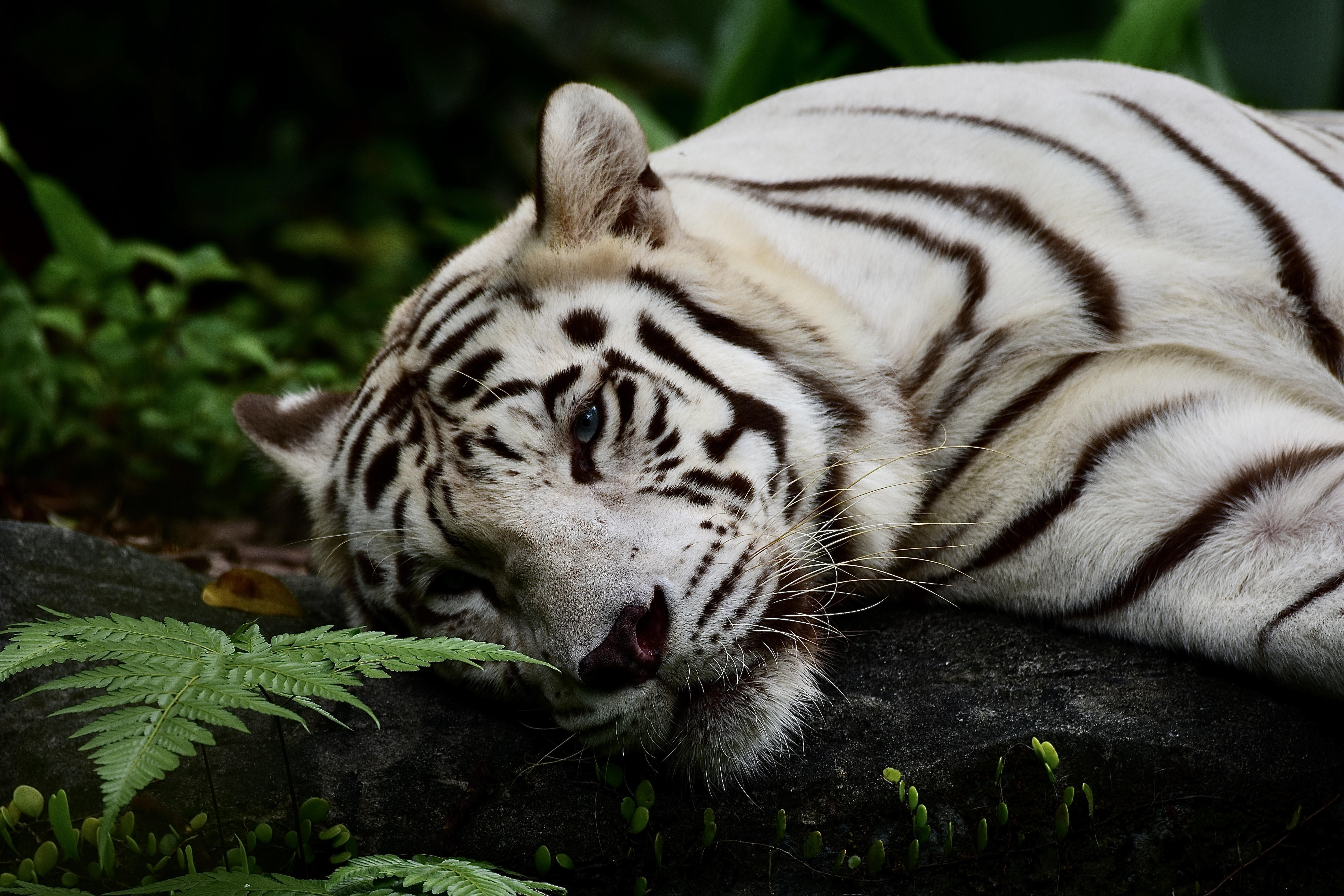 White Tiger - The calmness before the storm.