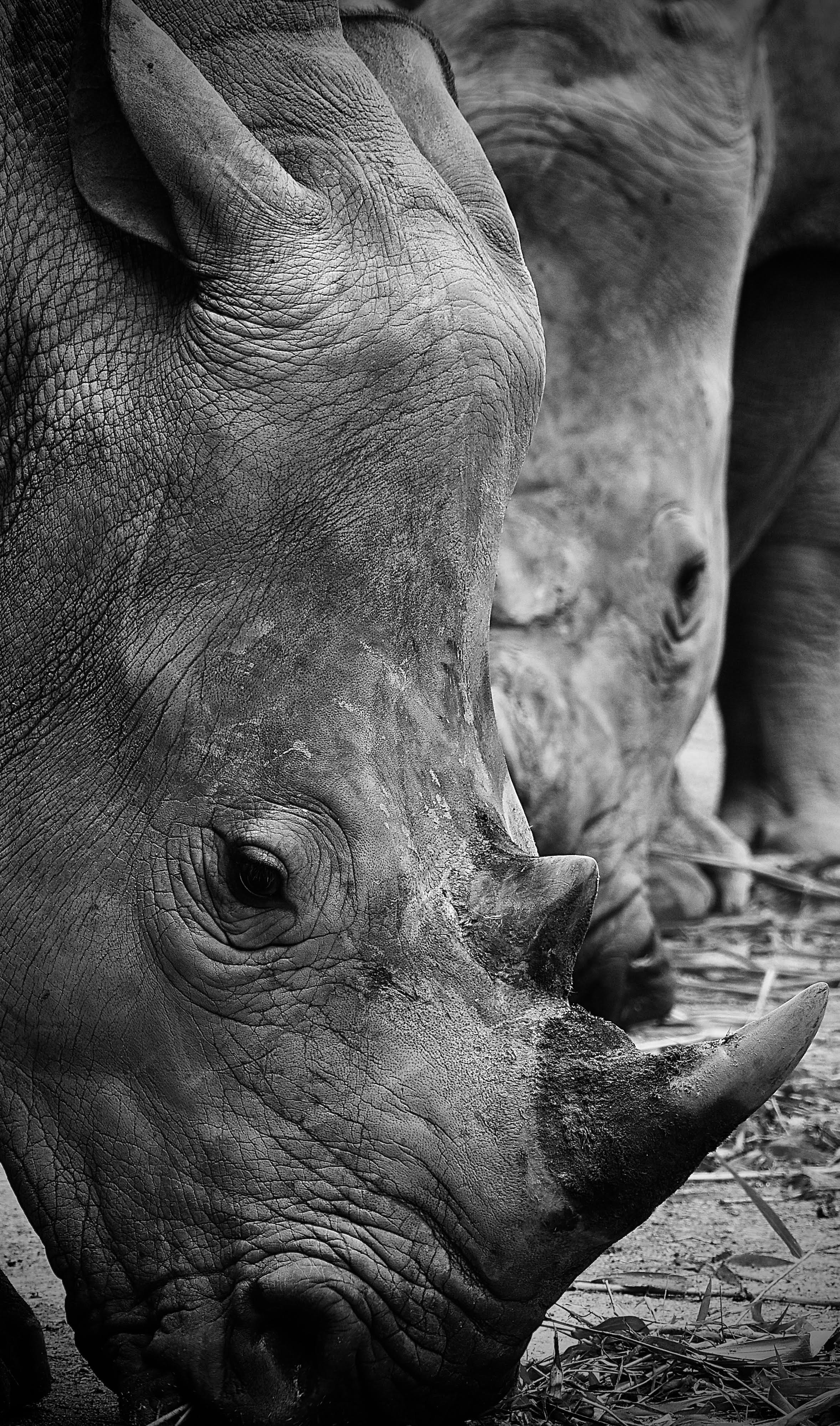Rhinocerus - Fine lining, an old beauty (those mesmerising scaly texture on rhino's skin).