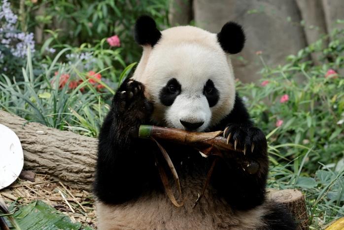 The countdown begins – with Le Le’s growing autonomy, he is approaching his next phase of life and will split his time in the exhibit with Jia Jia before returning to China. 