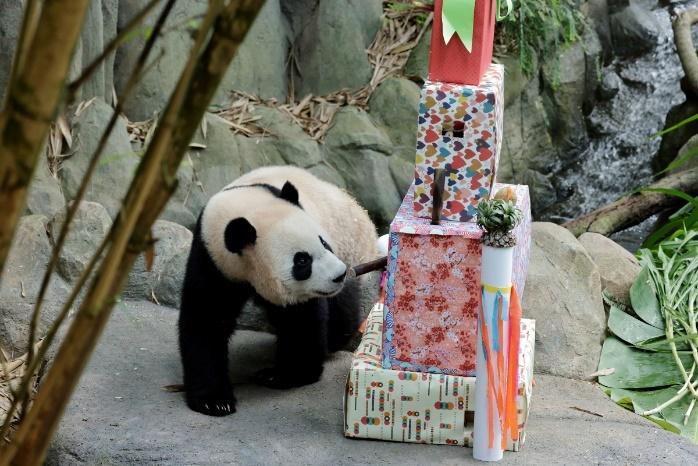 Le Le celebrated his two-rrific birthday on 14 August 2023 where he unboxed some presents and enjoyed a spread of treats. Guests thronged the Pavilion Capital Giant Panda Forest to join in the bear-y happy occasion.