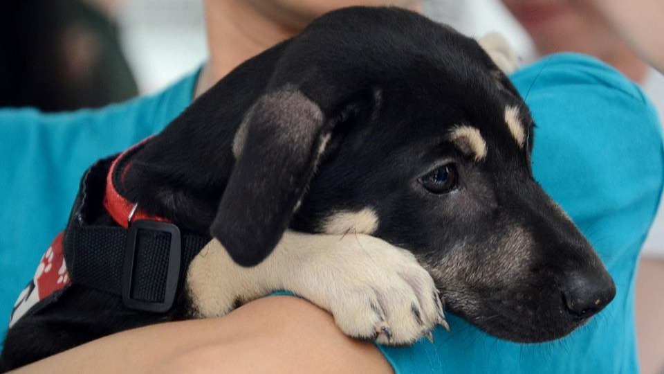 Uber Singapore teams up with SOSD, offers puppy cuddle service