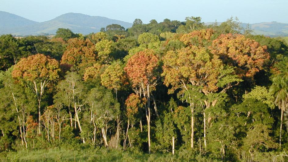 Olam re-buts Gabon forest endangering accusations